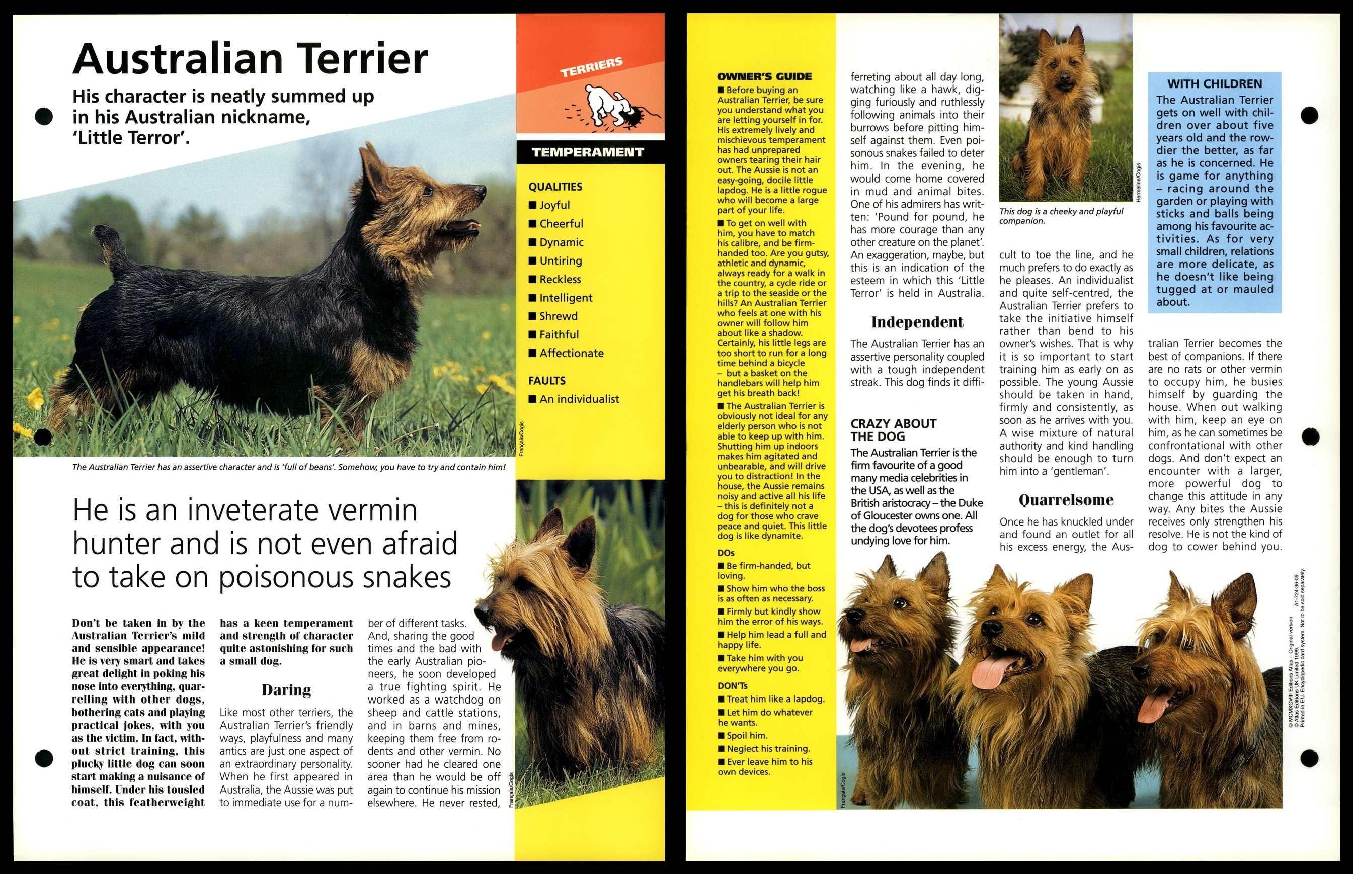 are australian terriers intelligent dogs