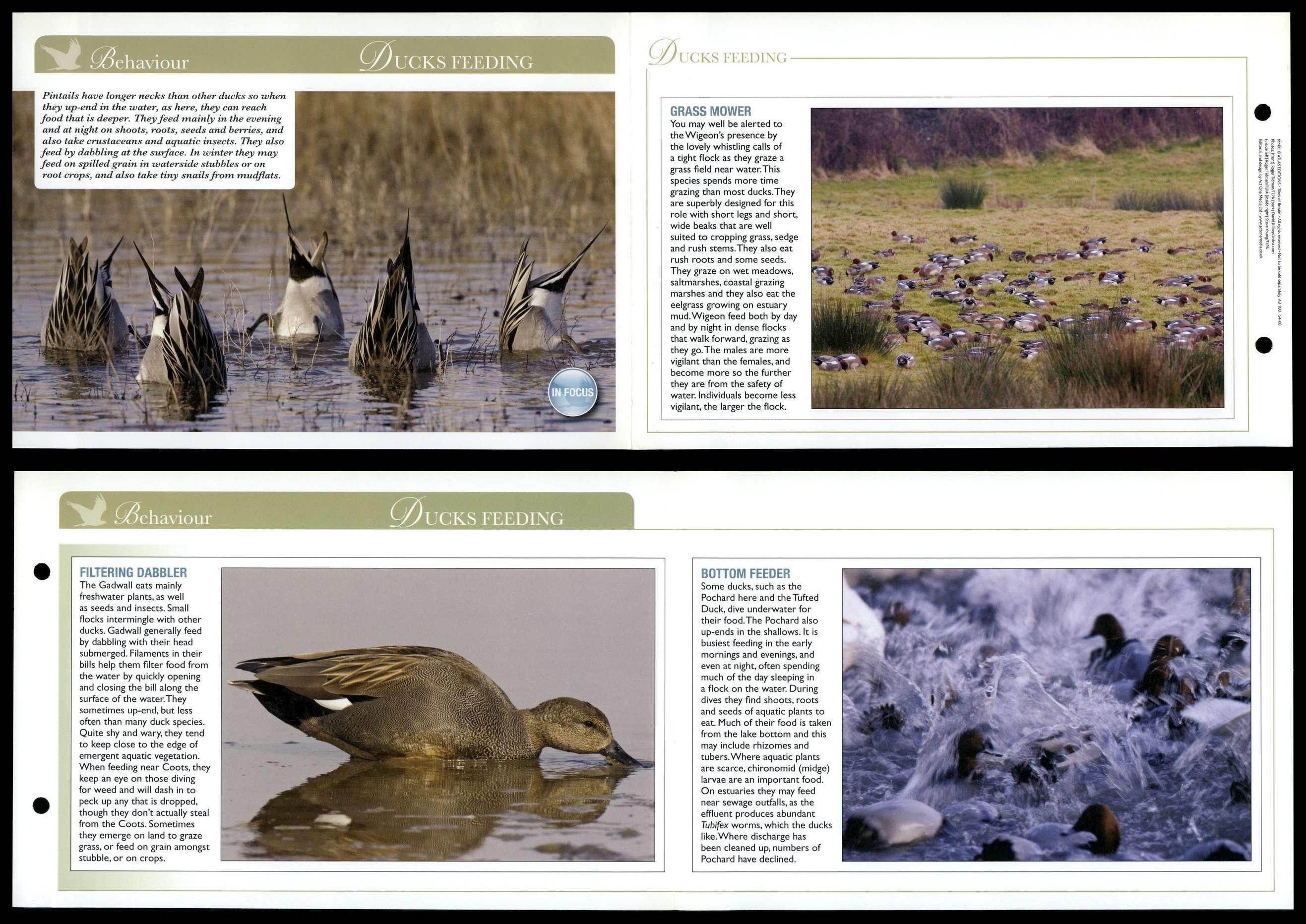 Ducks Feeding - Behaviour - Birds Of Britain Atlas Editions Fold Out Card