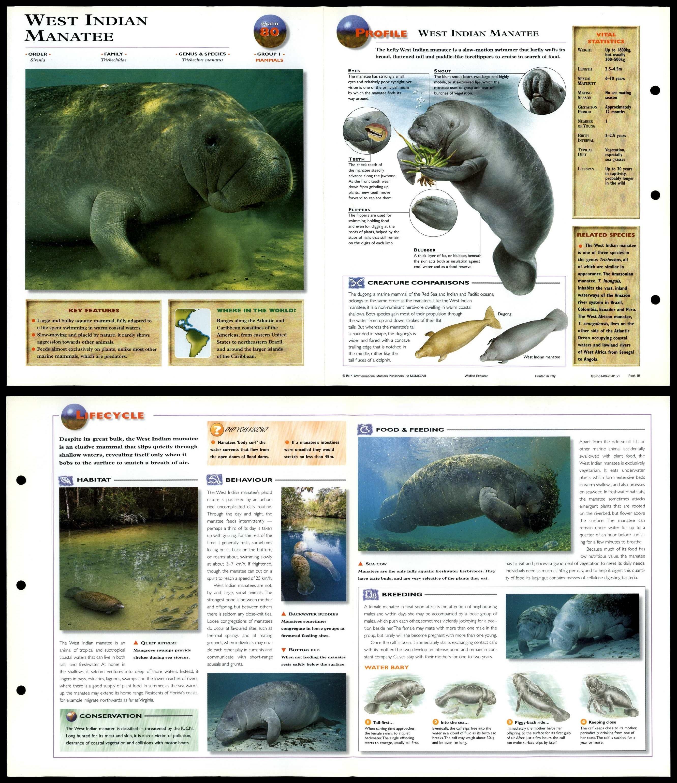 West Indian Manatee #80 Mammals - Wildlife Explorer Fold-Out Card