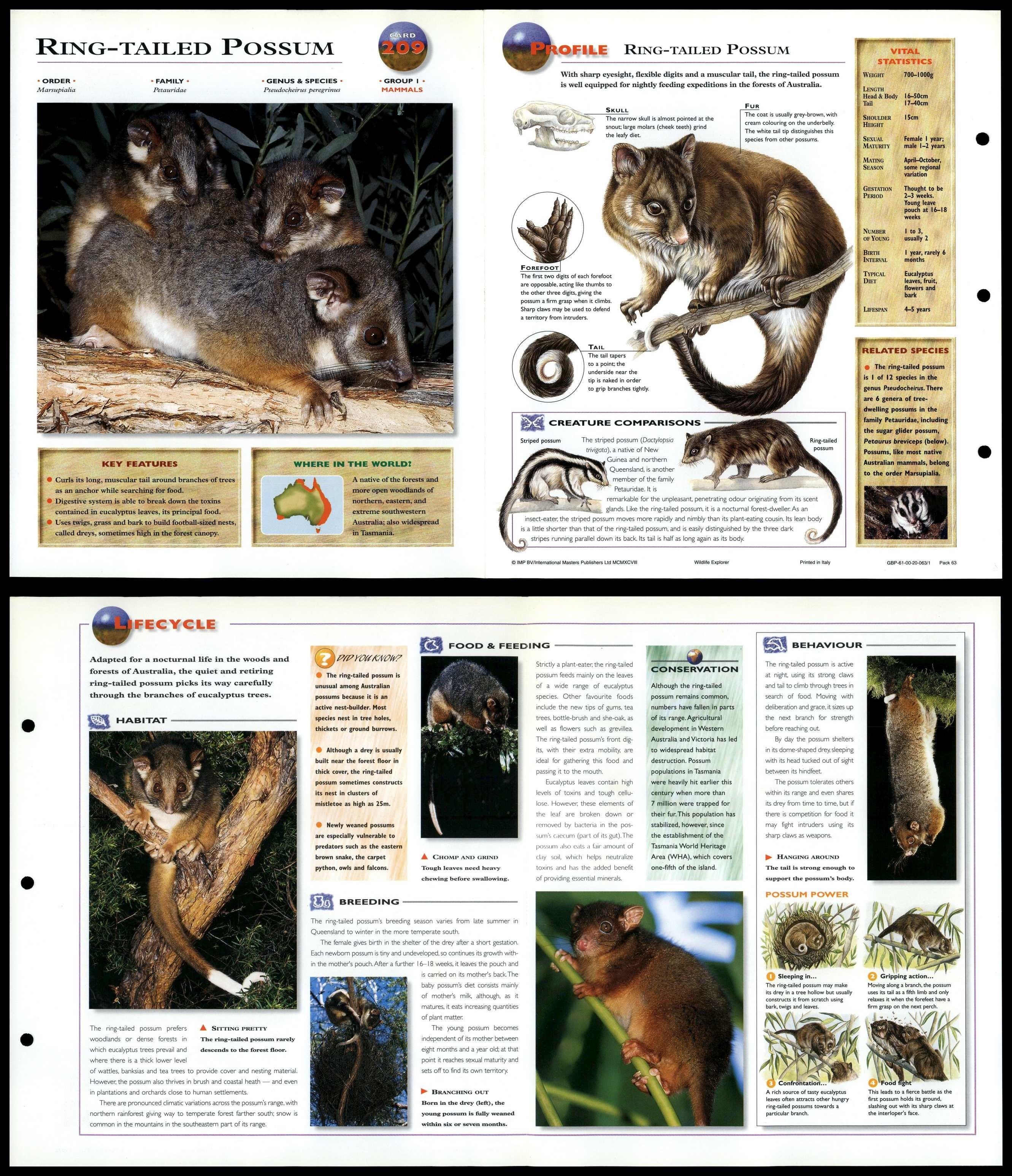 Ring Tailed Possum 209 Mammals Wildlife Explorer Fold Out Card