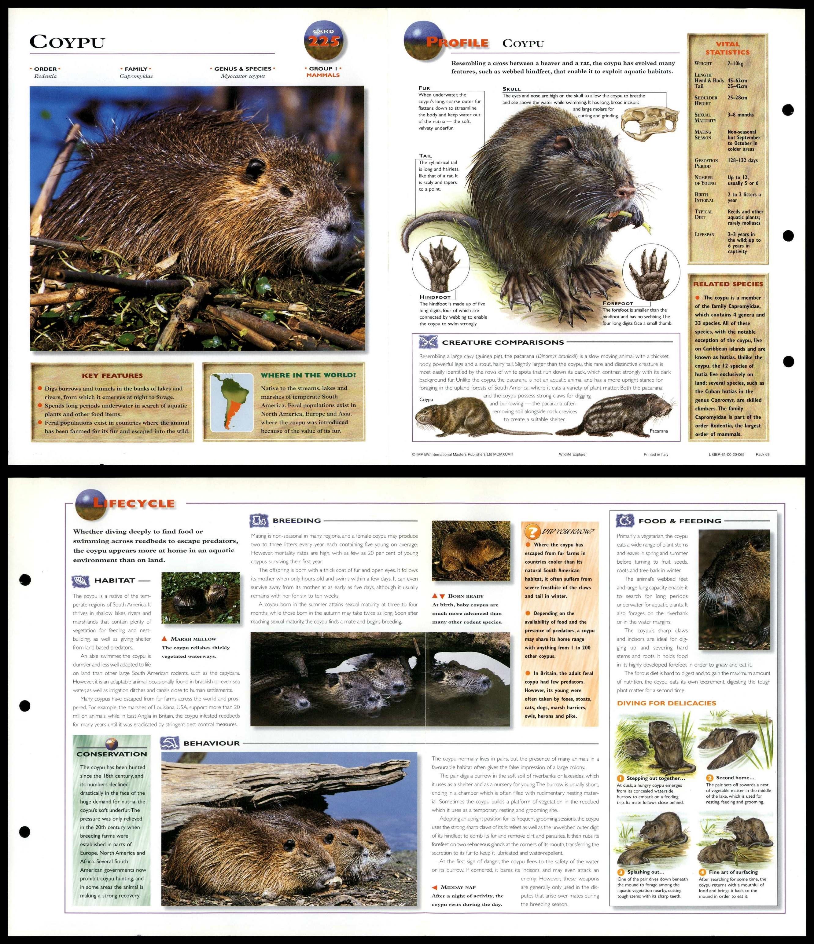 Coypu Mammals Wildlife Explorer Fold Out Card