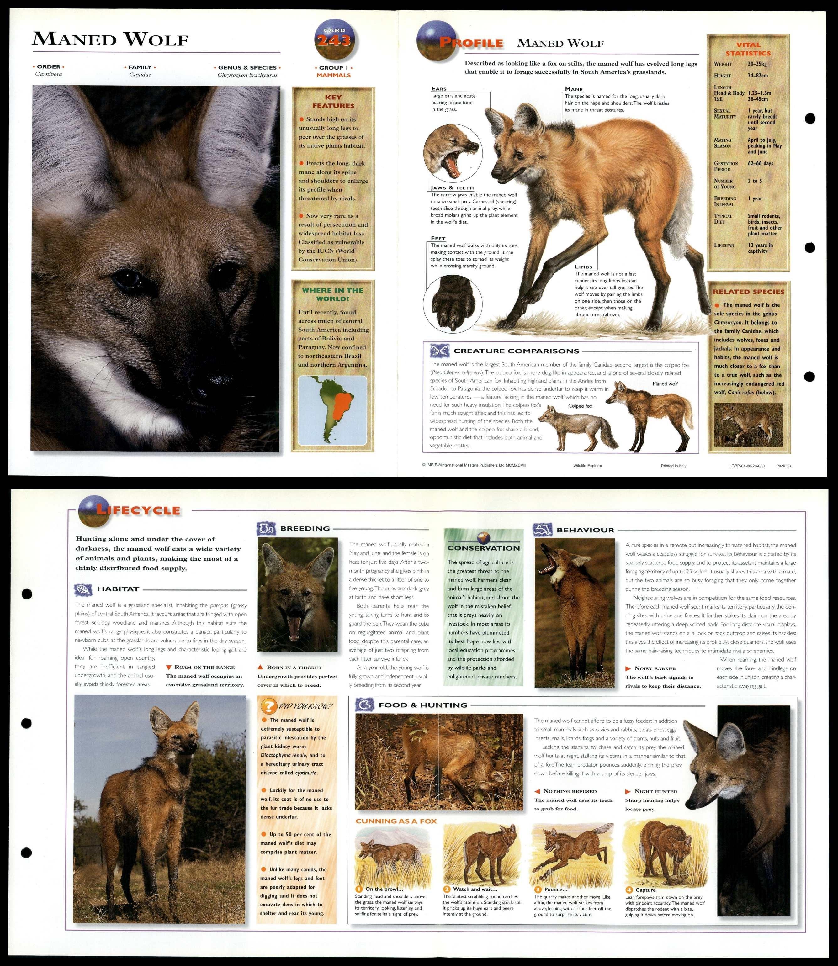 Maned Wolf 243 Mammals Wildlife Explorer Fold Out Card