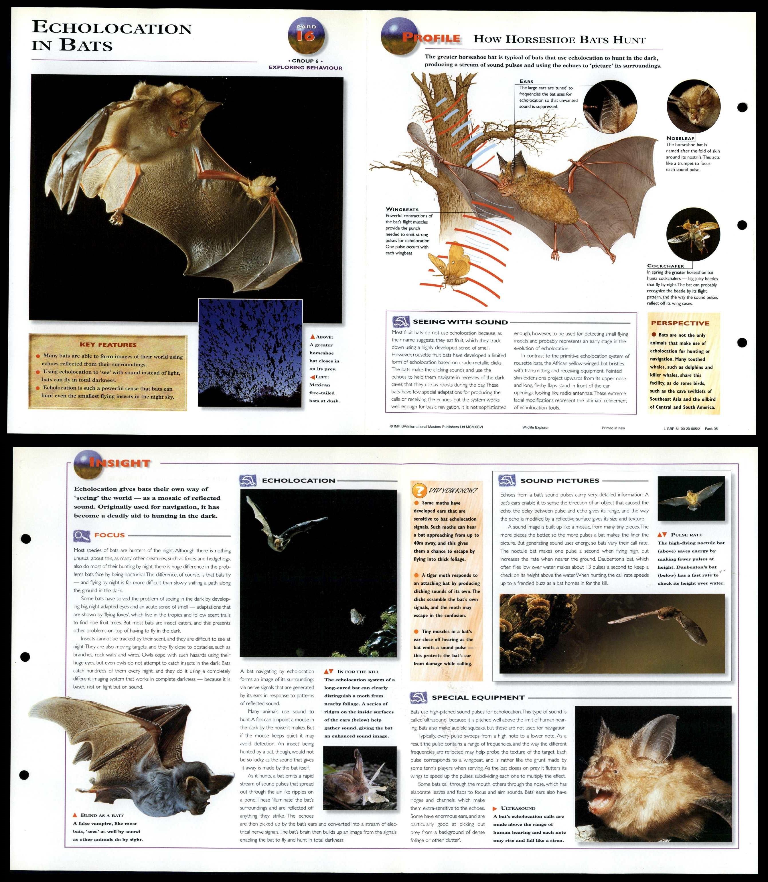 Echolocation In Bats 16 Behaviour Wildlife Explorer FoldOut Card