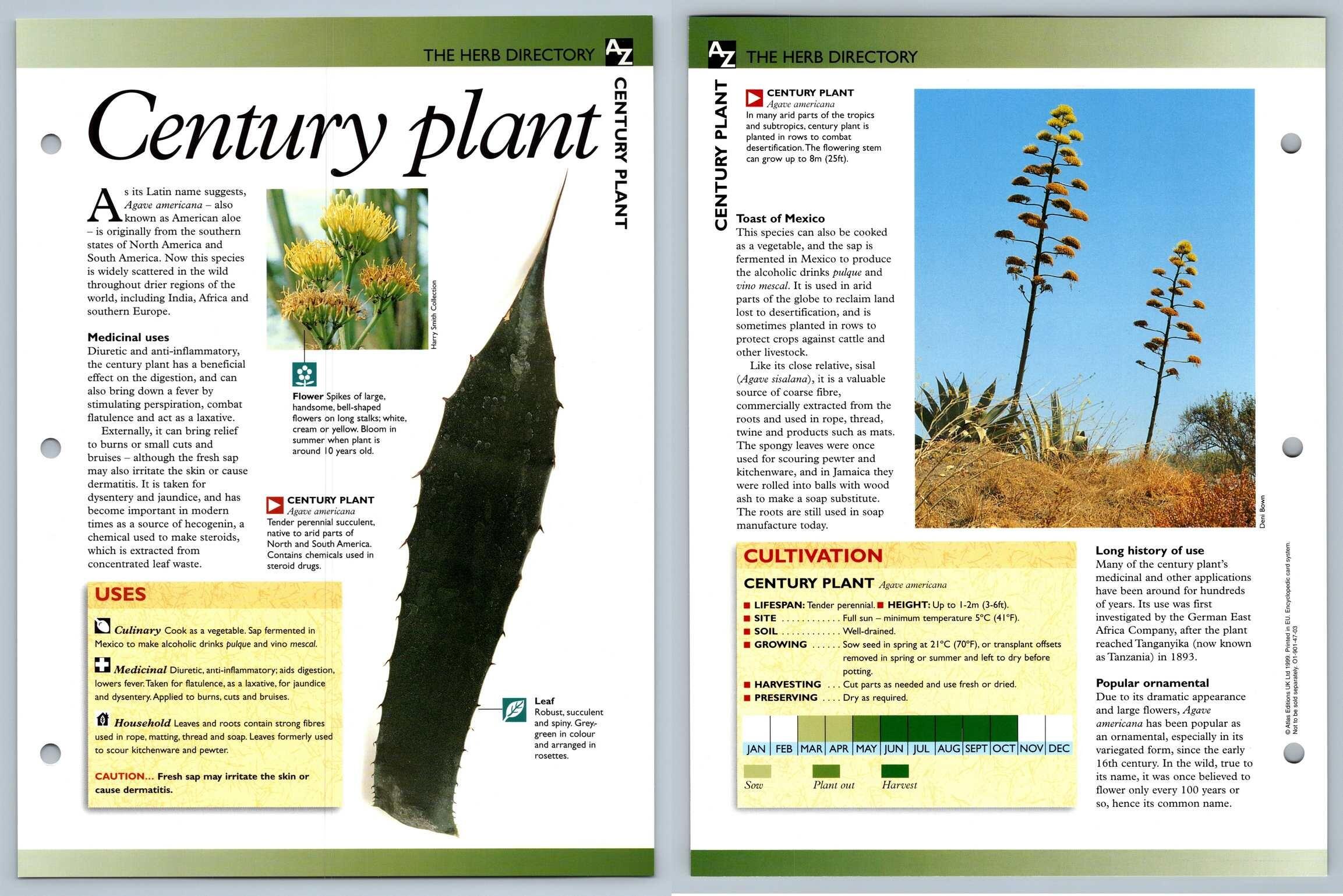 Century Plant Directory Secret World Of Herbs Fact File Card