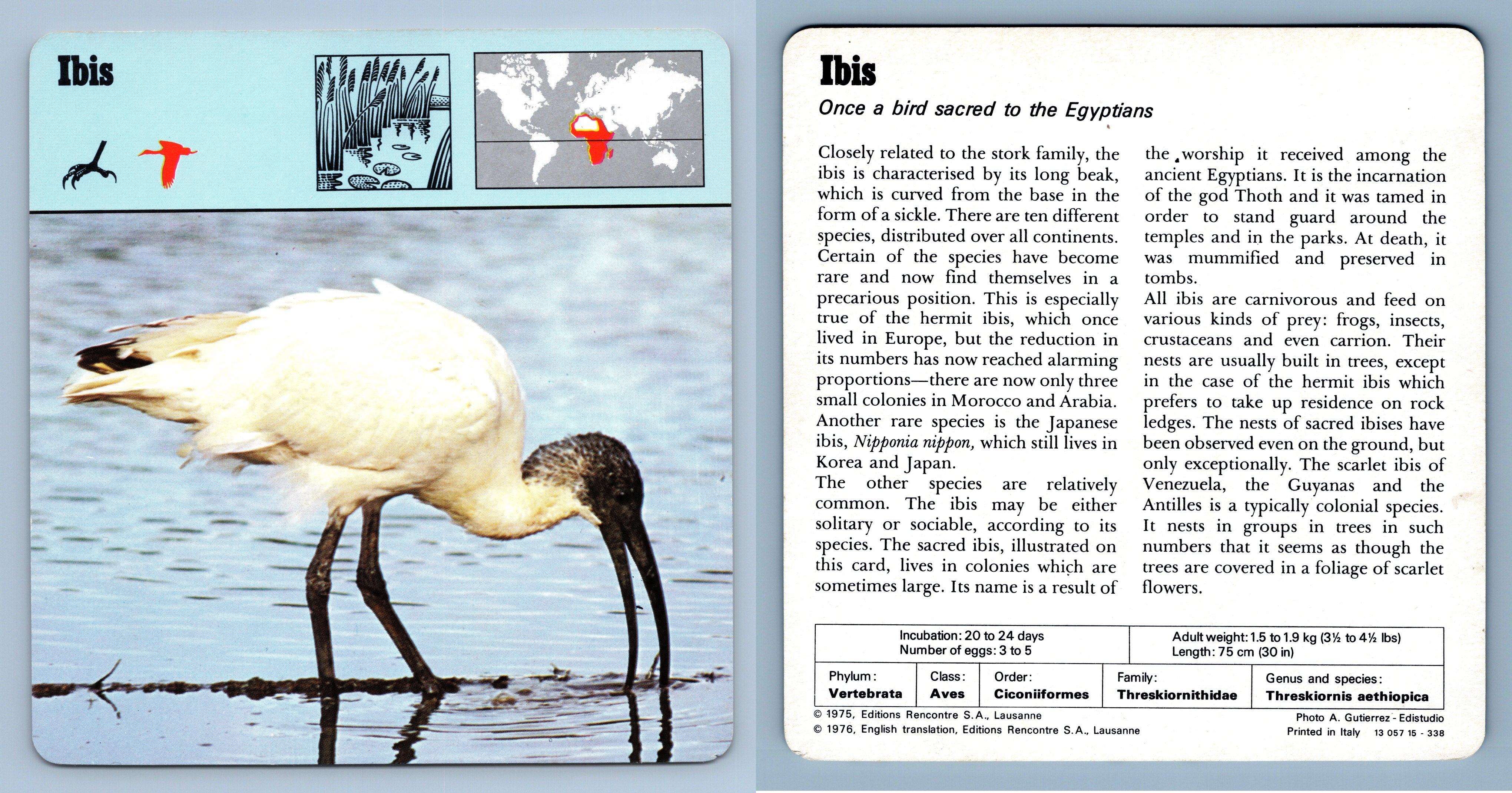 sites de rencontre gratuit international rencontre ibis