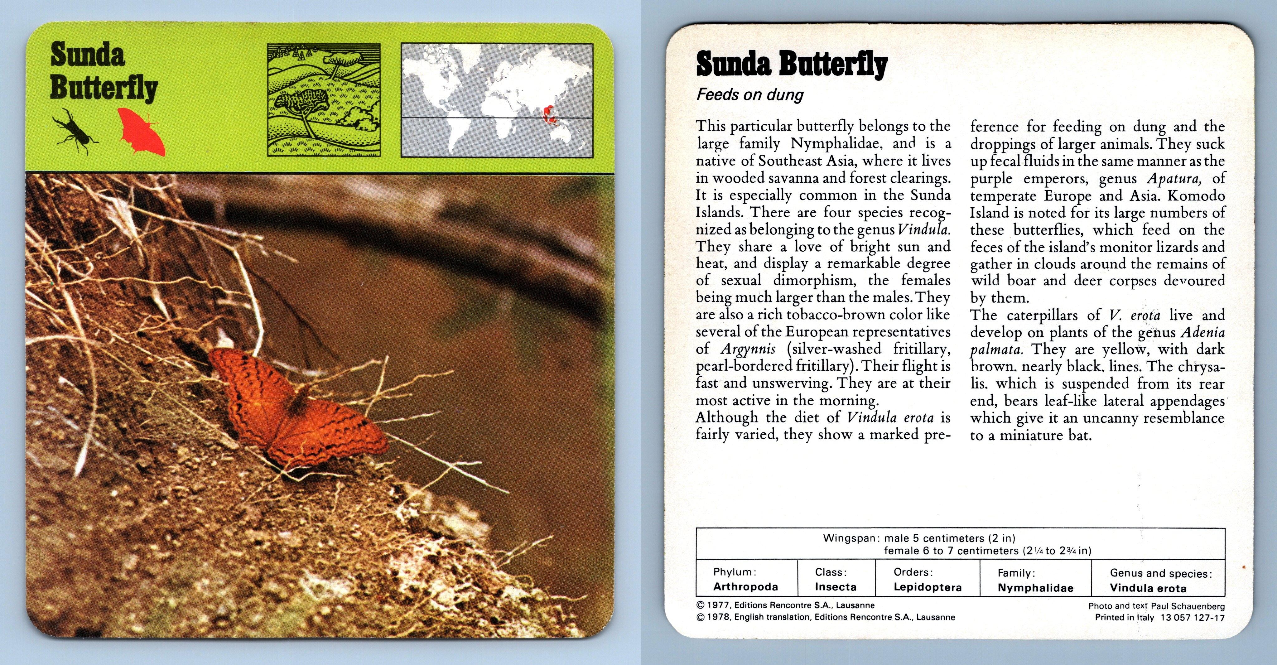 Sunda Butterfly Insects S Rencontre Safari Wildlife Card