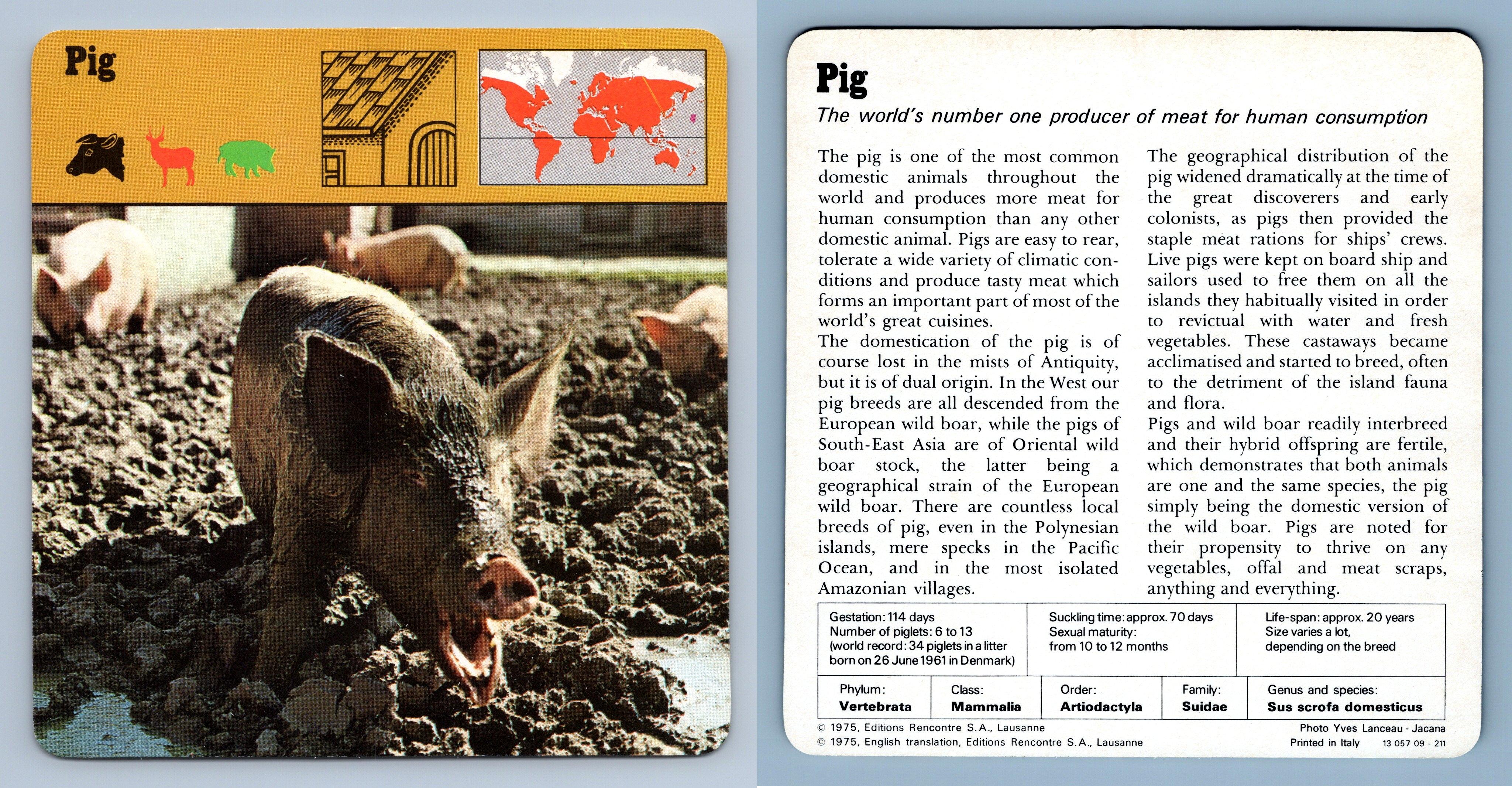 Pig Mammals S Rencontre Safari Wildlife Card