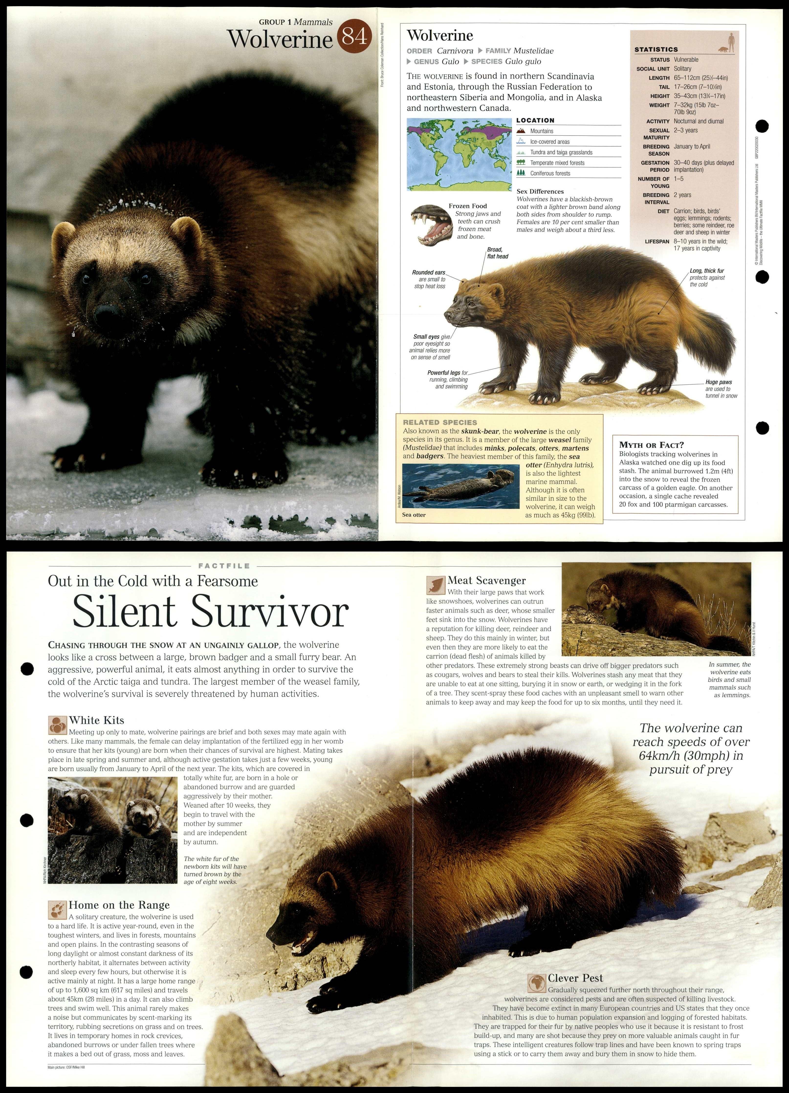 Wolverine #84 Mammals - Discovering Wildlife Fact File Fold-Out Card Wolverine #84 Mammals - Discovering Wildlife Fact File Fold-Out Card
