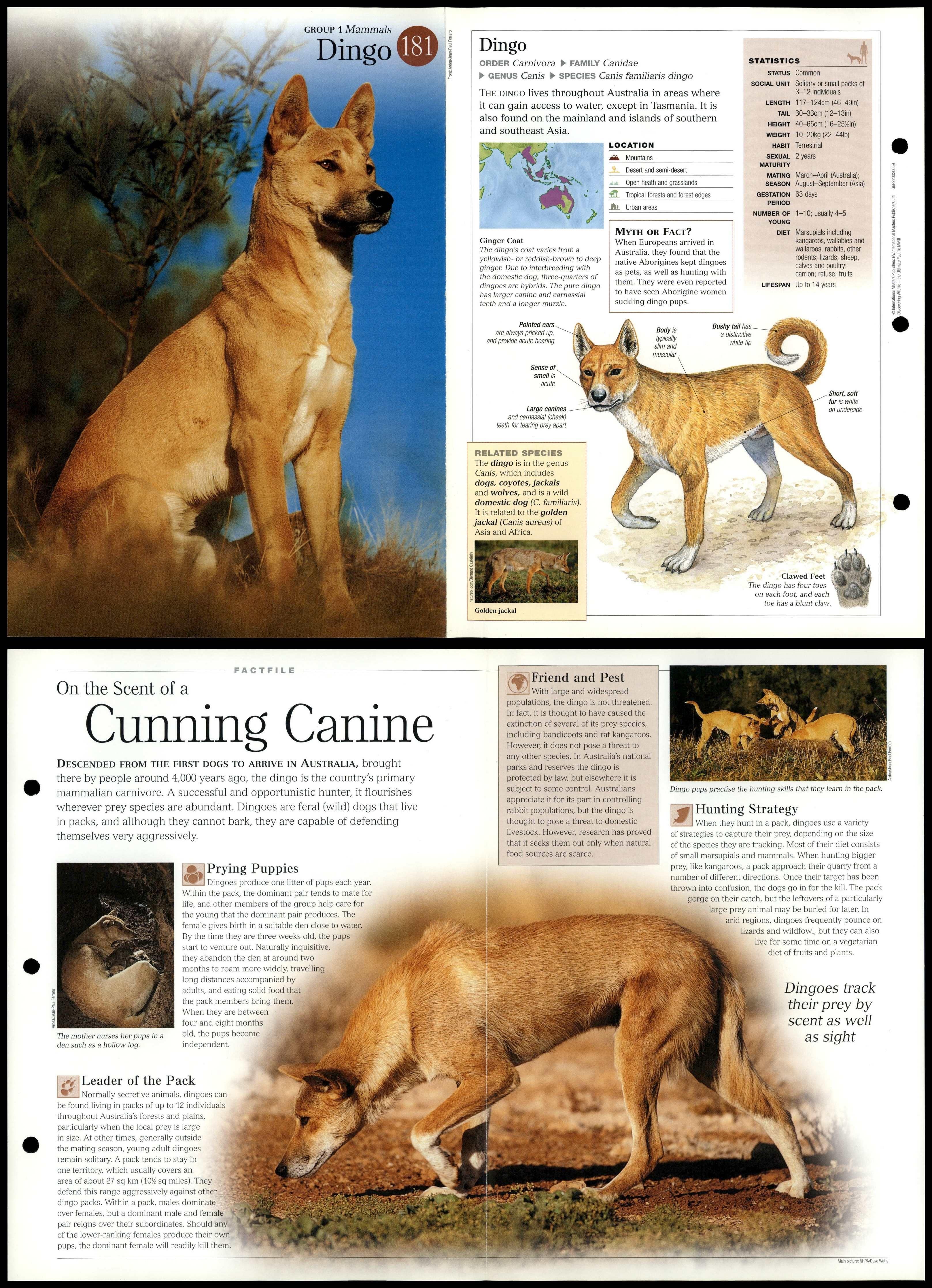 Dingo 181 Mammals Discovering Wildlife Fact File FoldOut Card