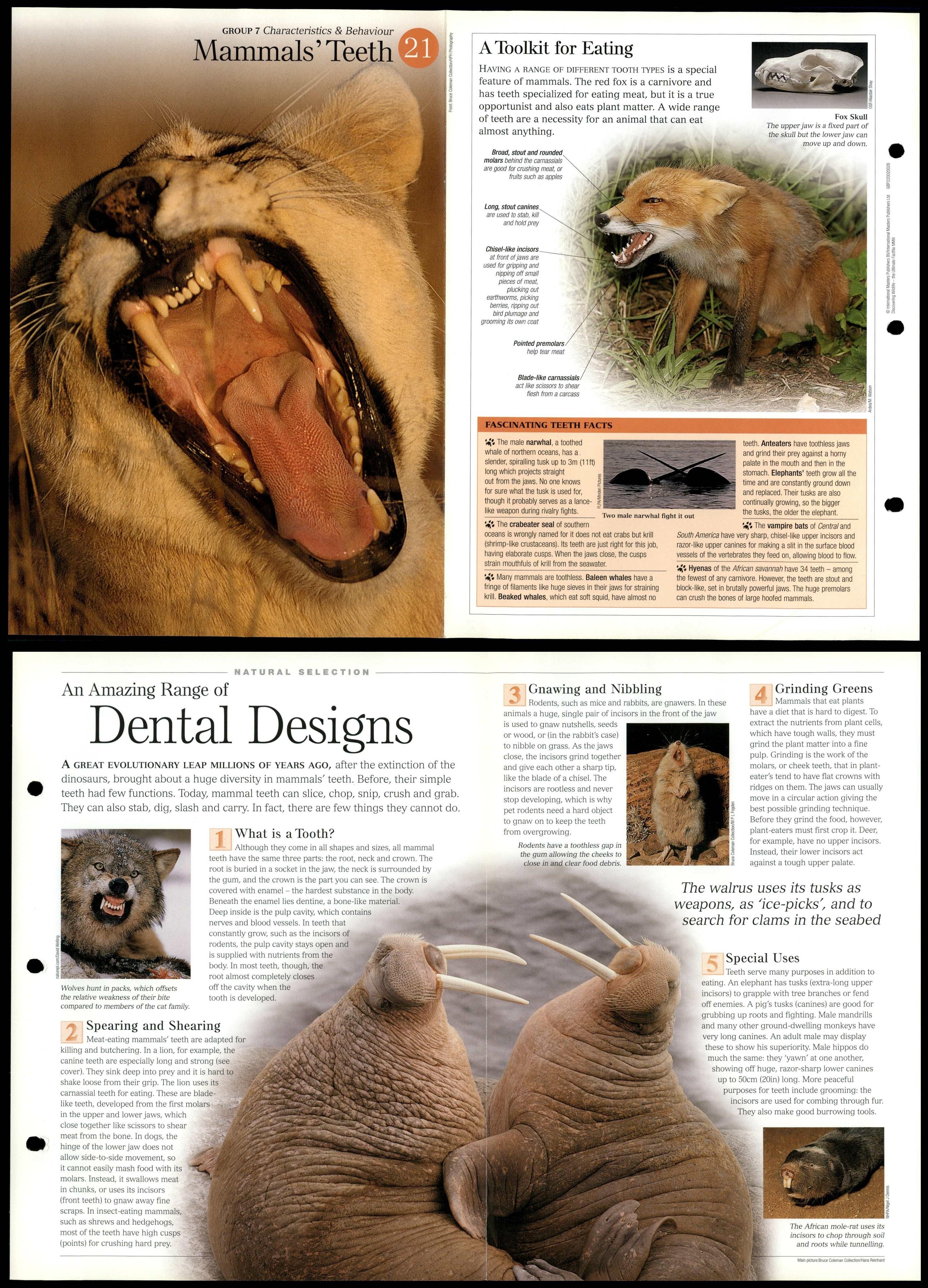 Mammals' Teeth #21 Characteristics - Discovering Wildlife Fact File Card Mammals' Teeth #21 Characteristics - Discovering Wildlife Fact File Card