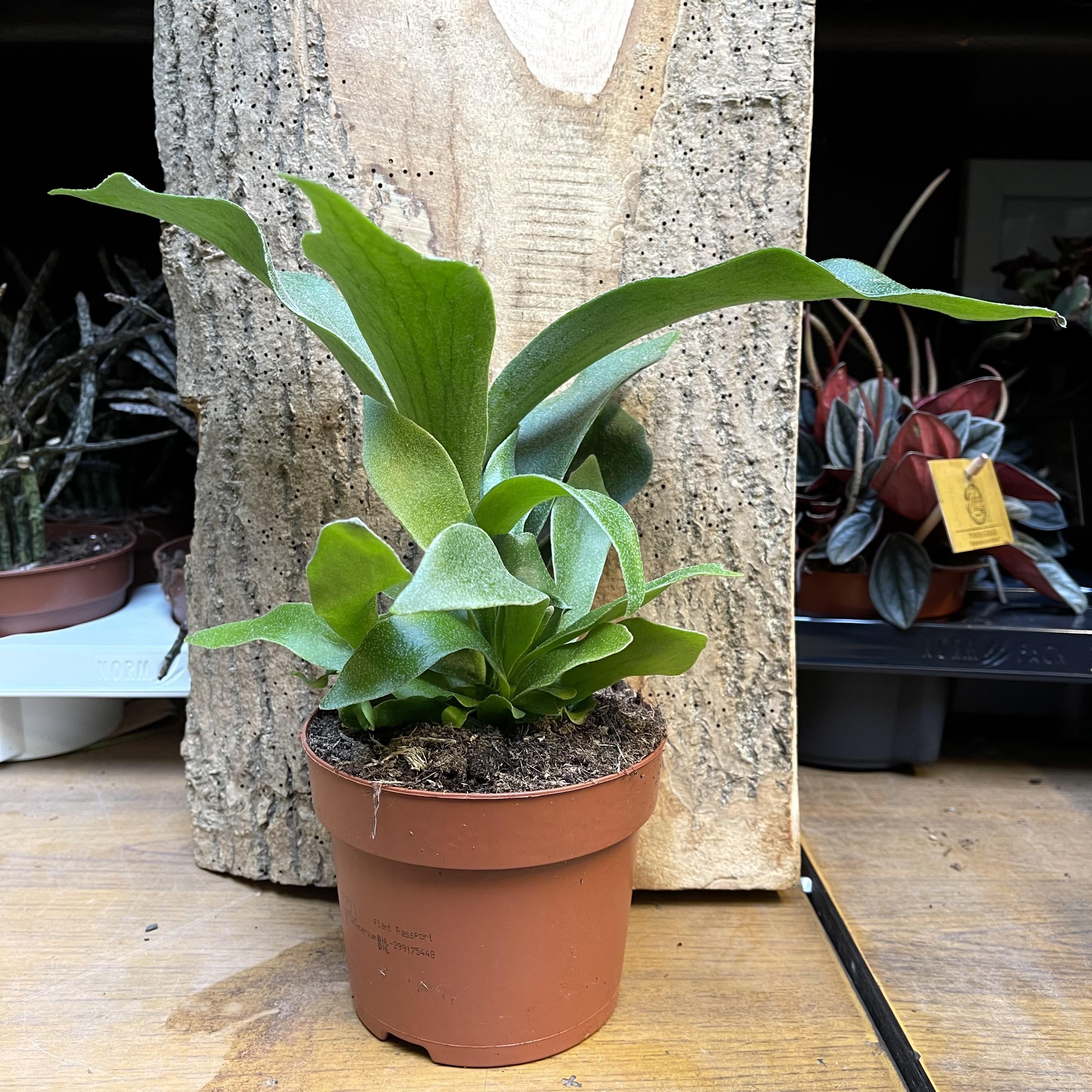Staghorn Fern Platycerium Bifurcatum