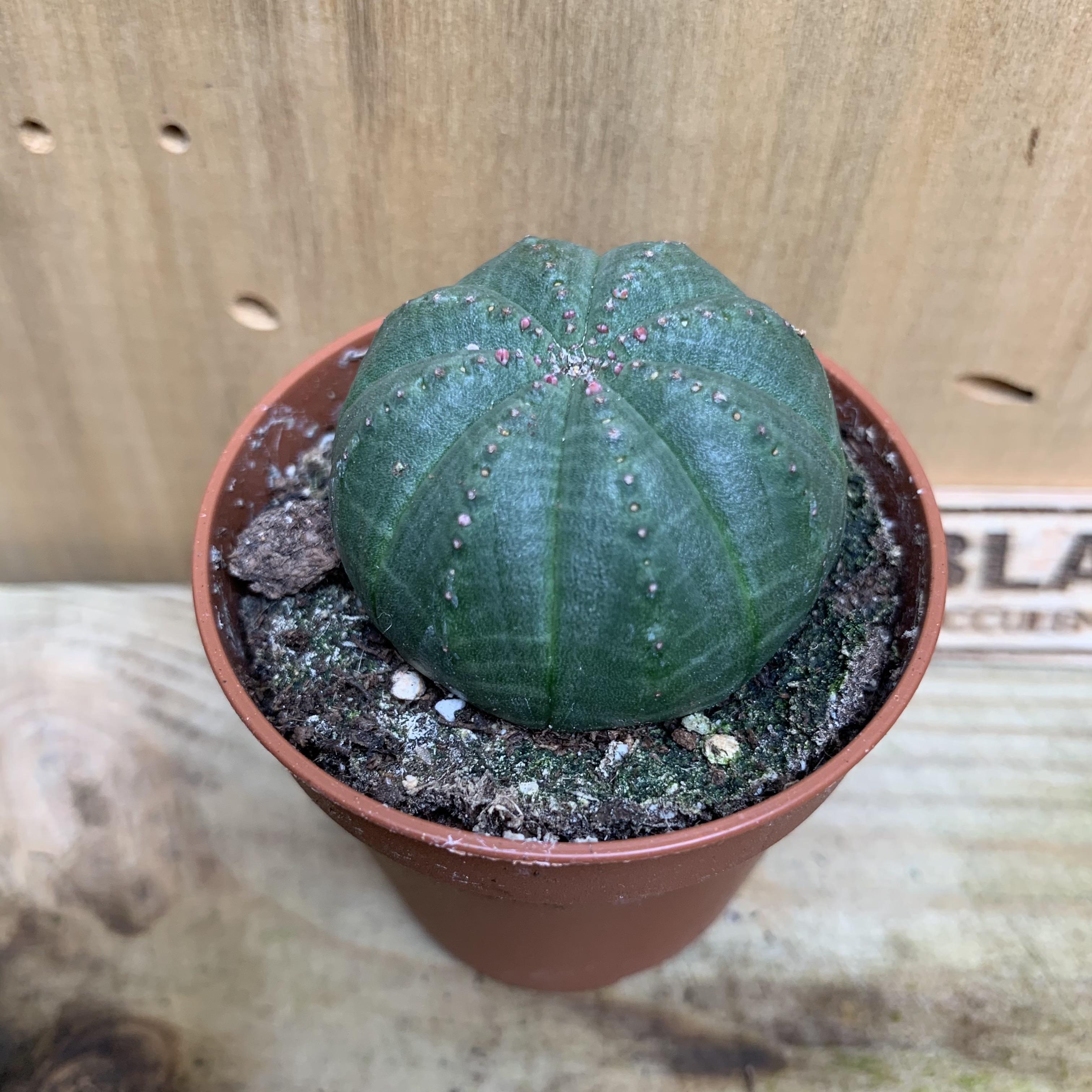 Euphorbia Obesa