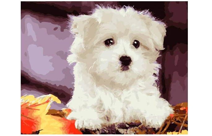 Maltese