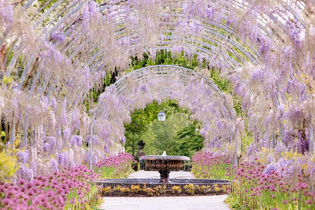 Entrance to RHS Garden Wisley and Afternoon Tea for Two