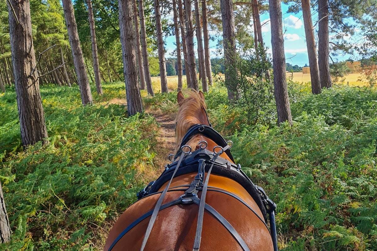 Horse Drawn Carriage Ride With Cream Tea For Four In The Escrick Park Estate Virgin Experience Days Gift Card Pack