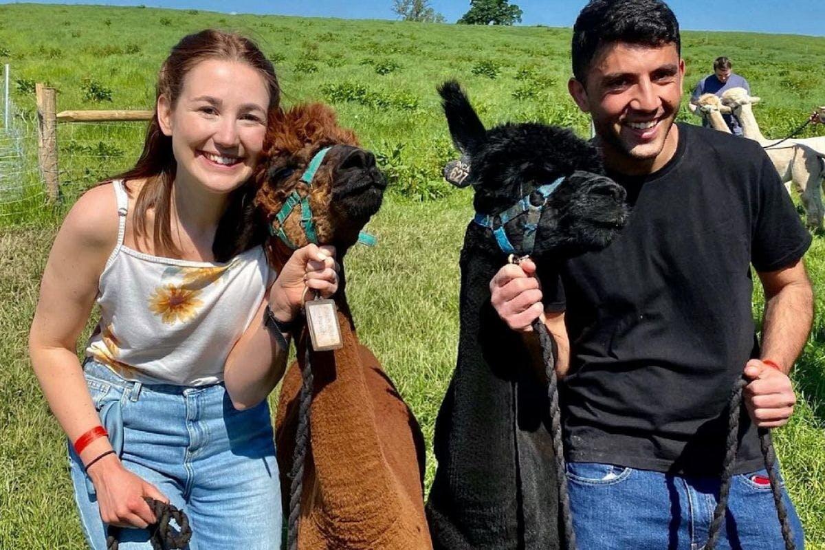 90 Minute Alpaca Walk With Afternoon Tea for Two at Charnwood Forest Alpacas - Virgin Experience Days Gift Card Pack | Dining | / Voucher