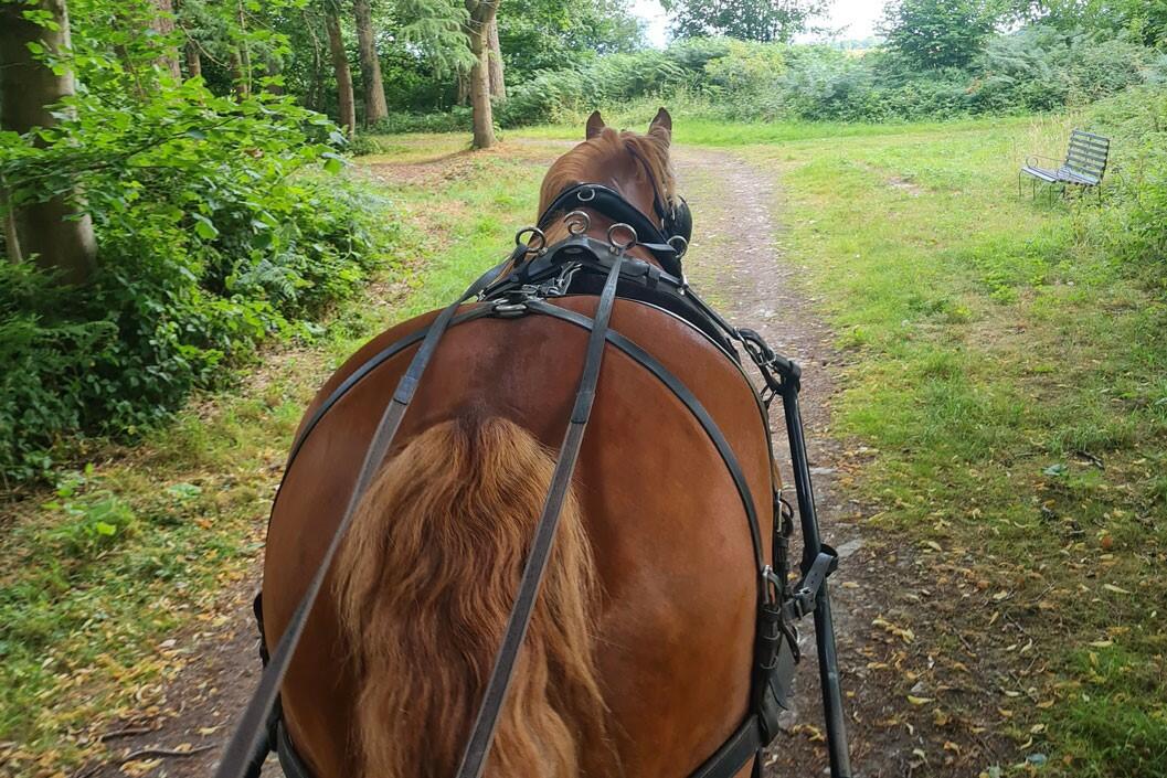 Horse Drawn Carriage Ride with Cream Tea for Two