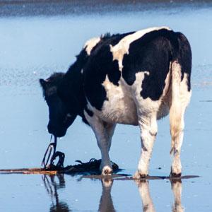 Seaweed Animal Feed to reduce Cow methane | British Animal Feeds