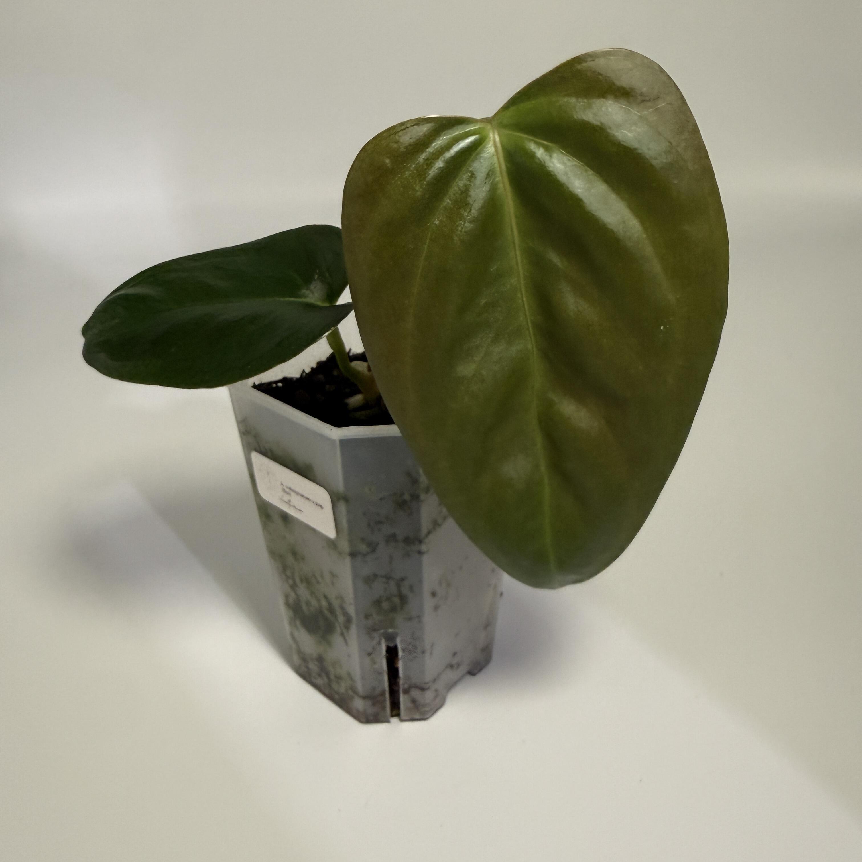 Prop for sale