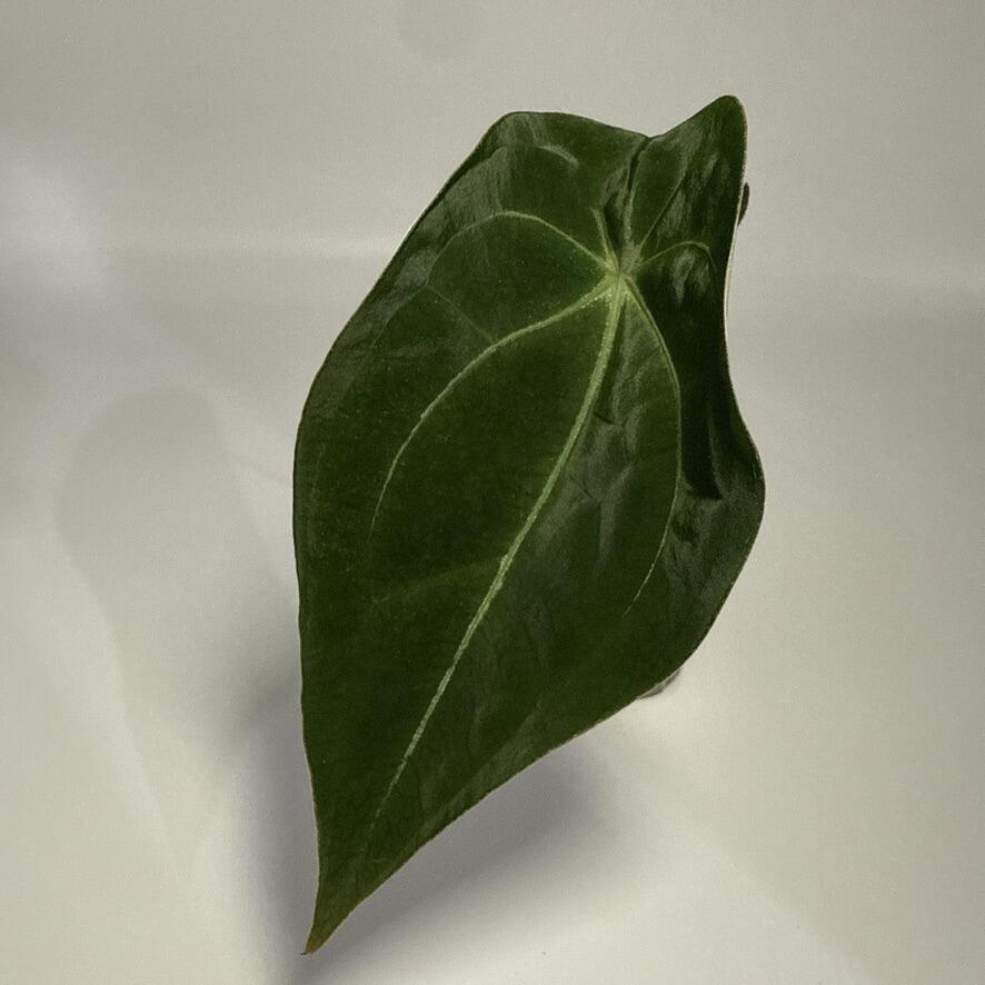 Plant for sale