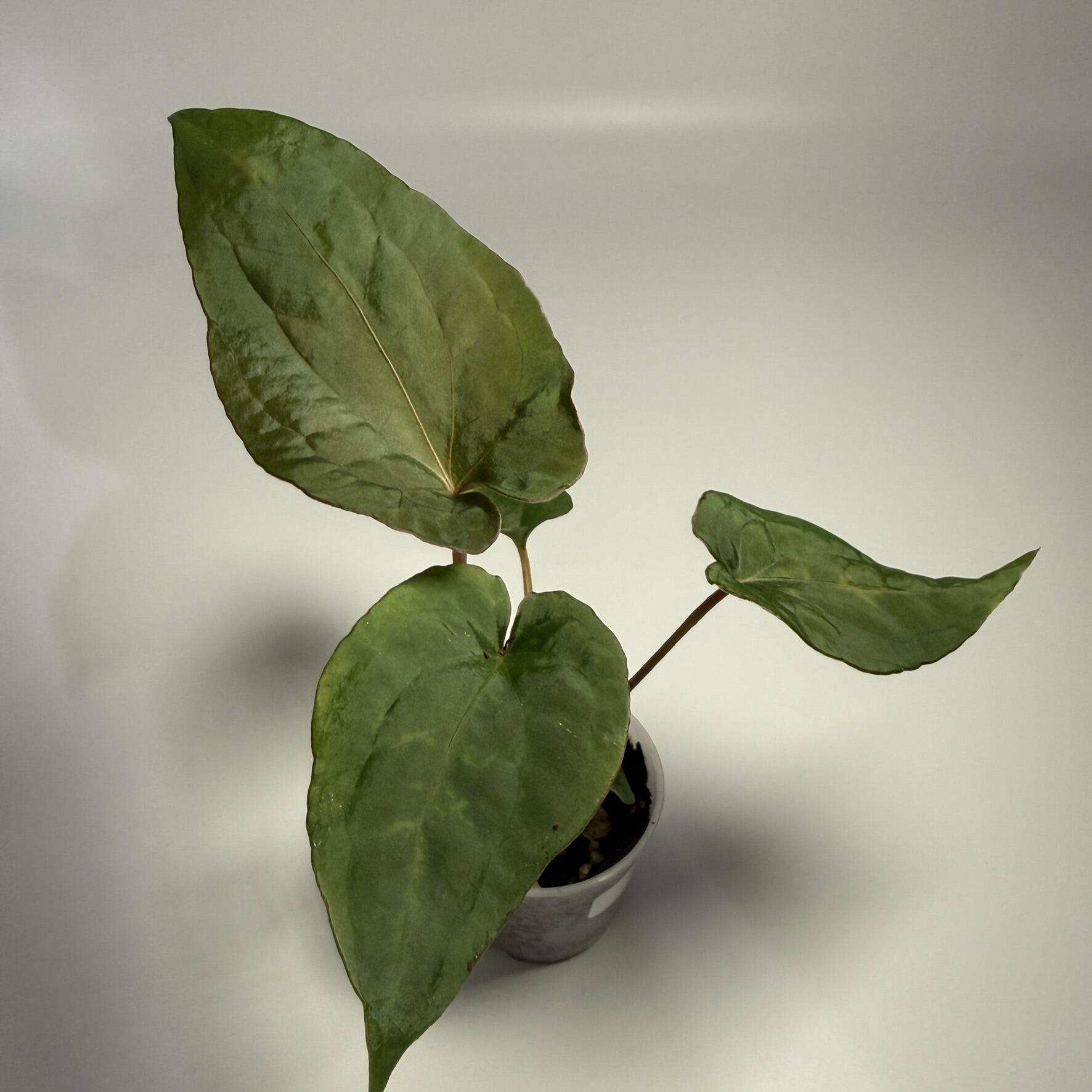 Plant B