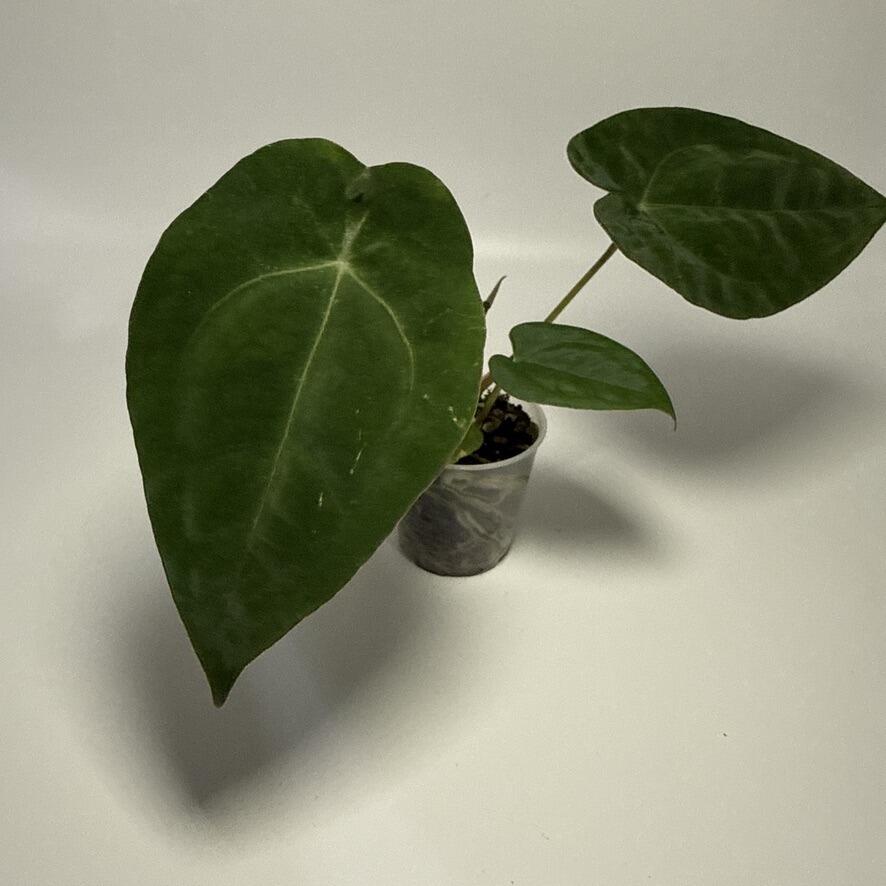 Plant C