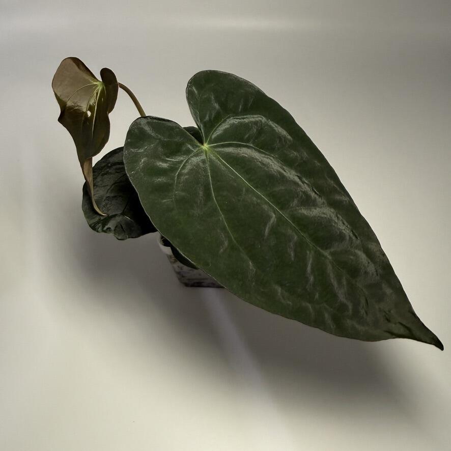 Plant A