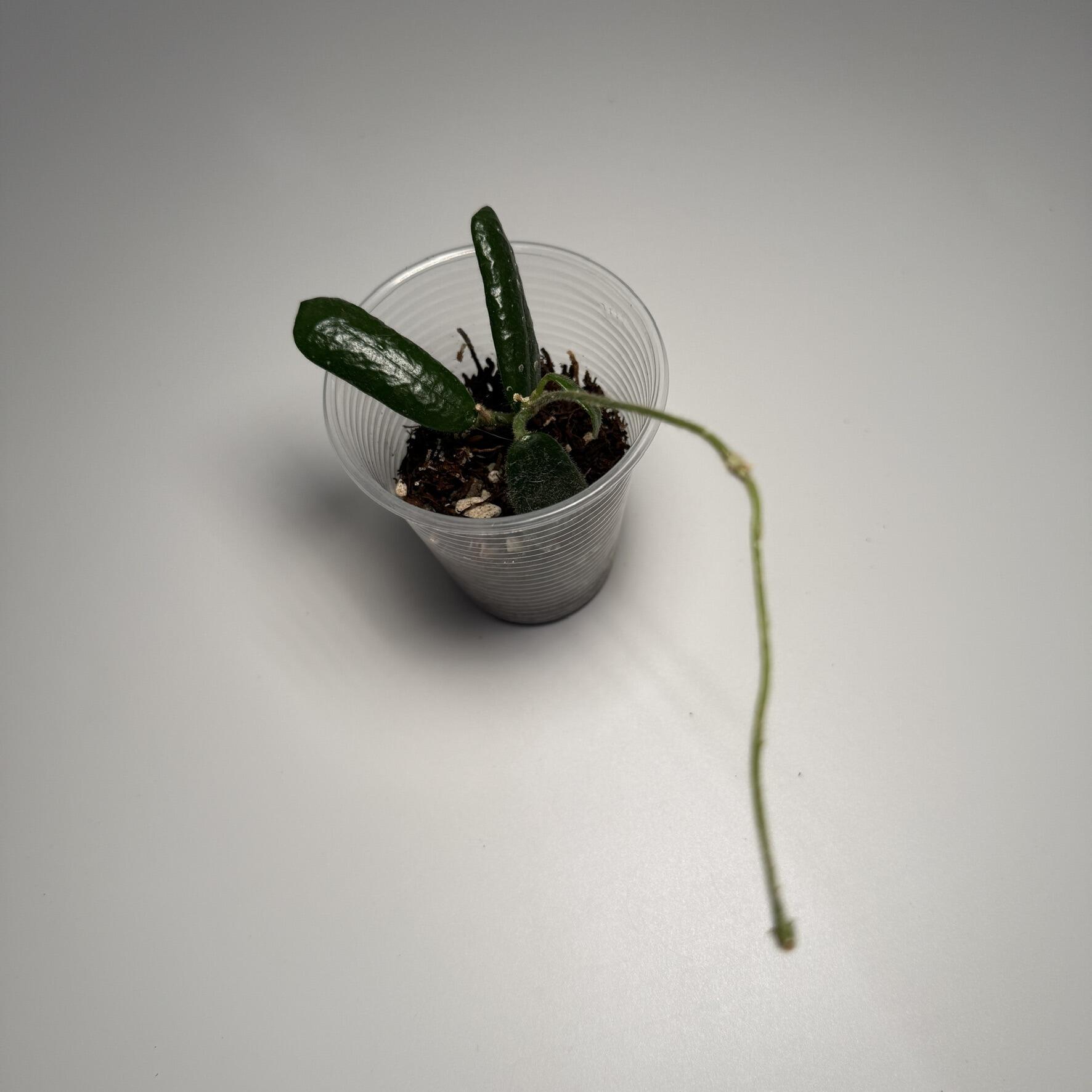 Plant for sale