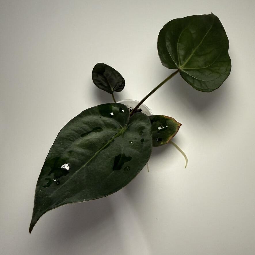 Plant B