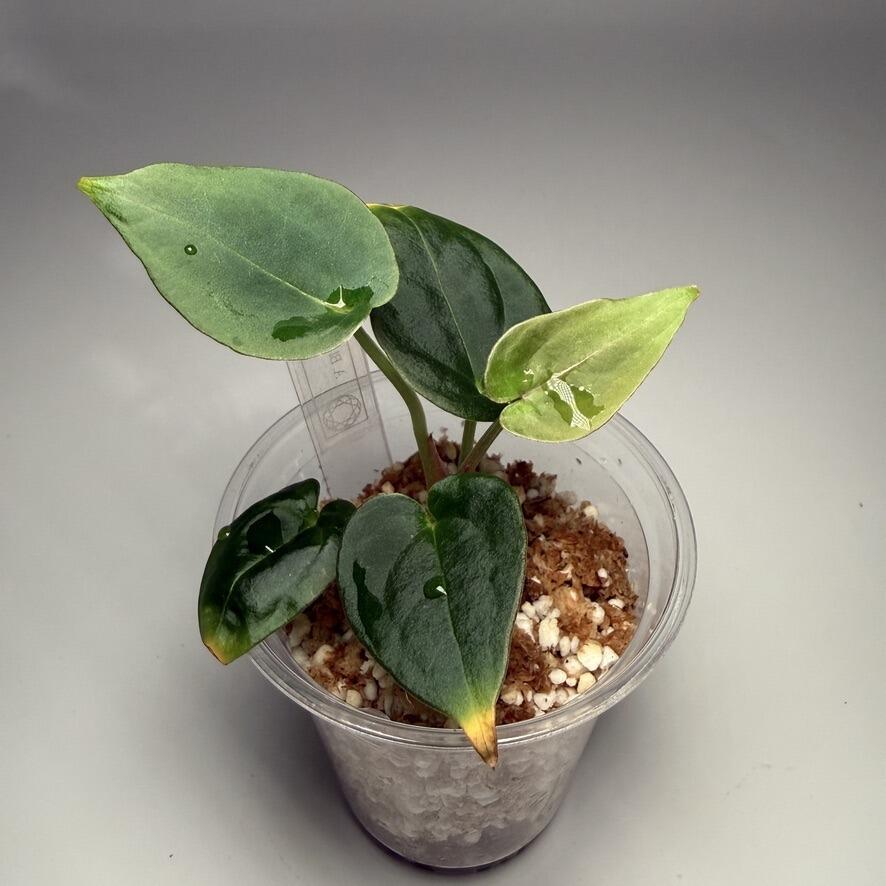 Plant for sale