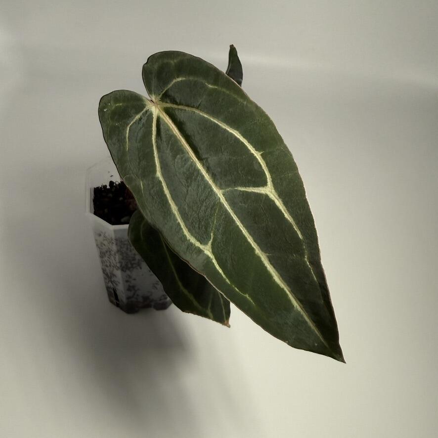 Plant G