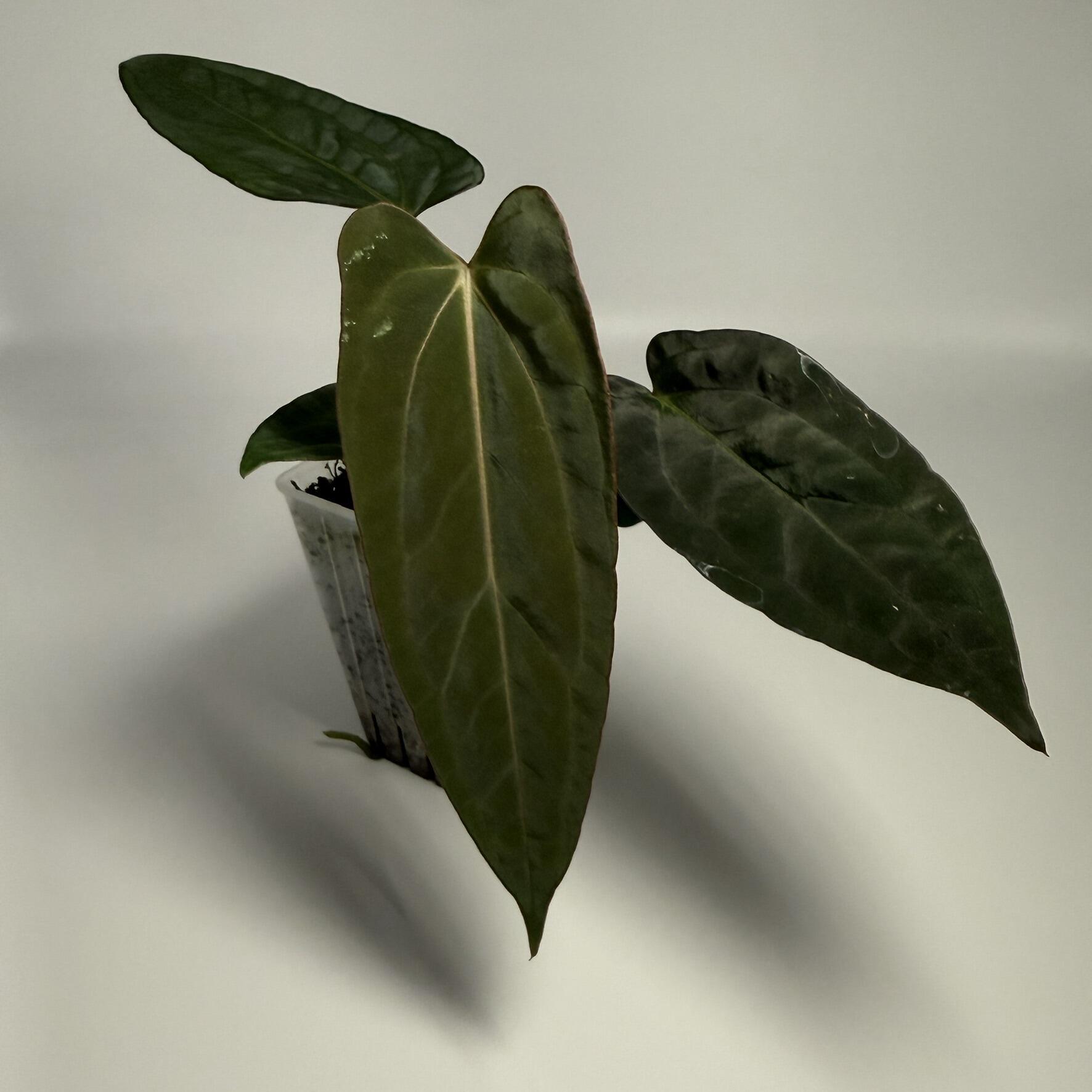 Plant for sale