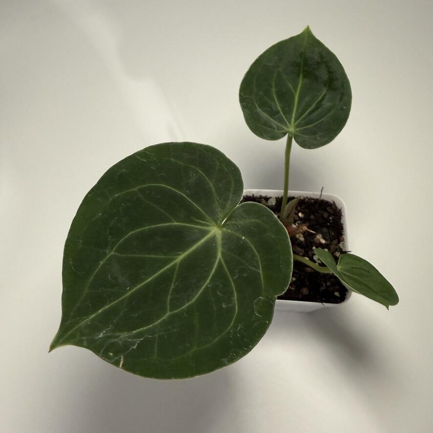 Plant for sale