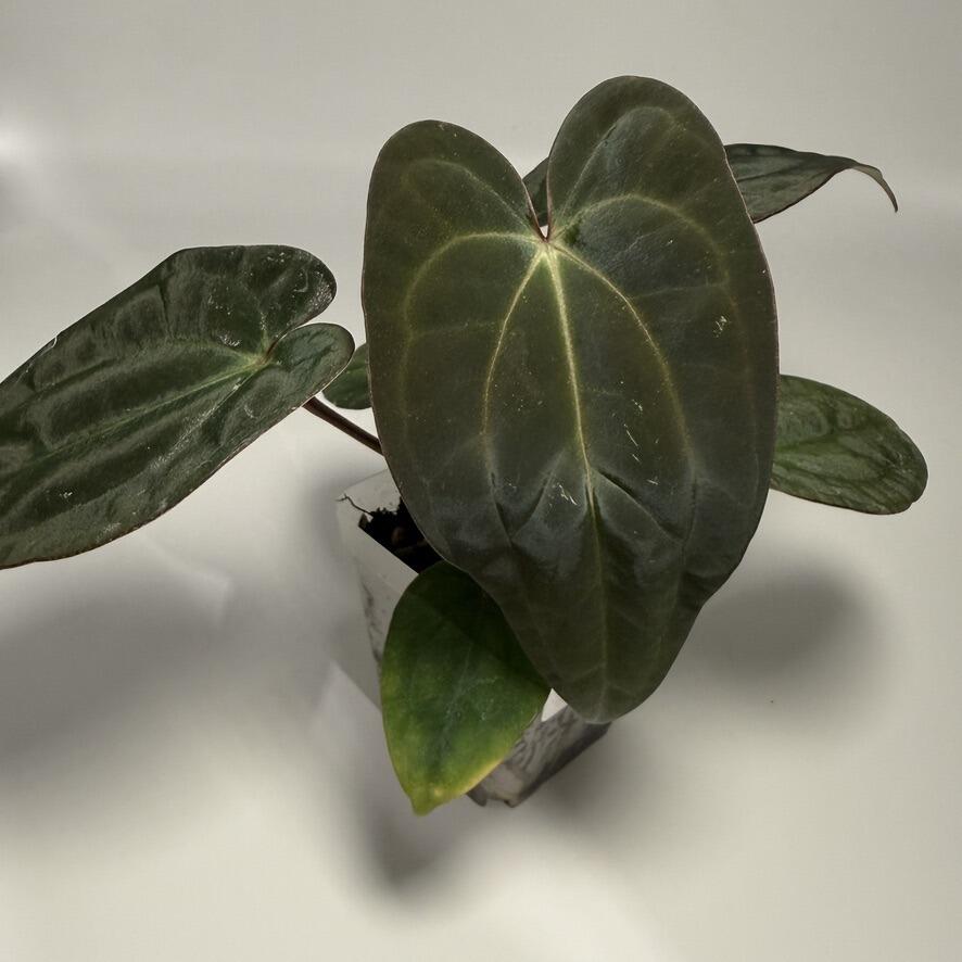 Plant for sale