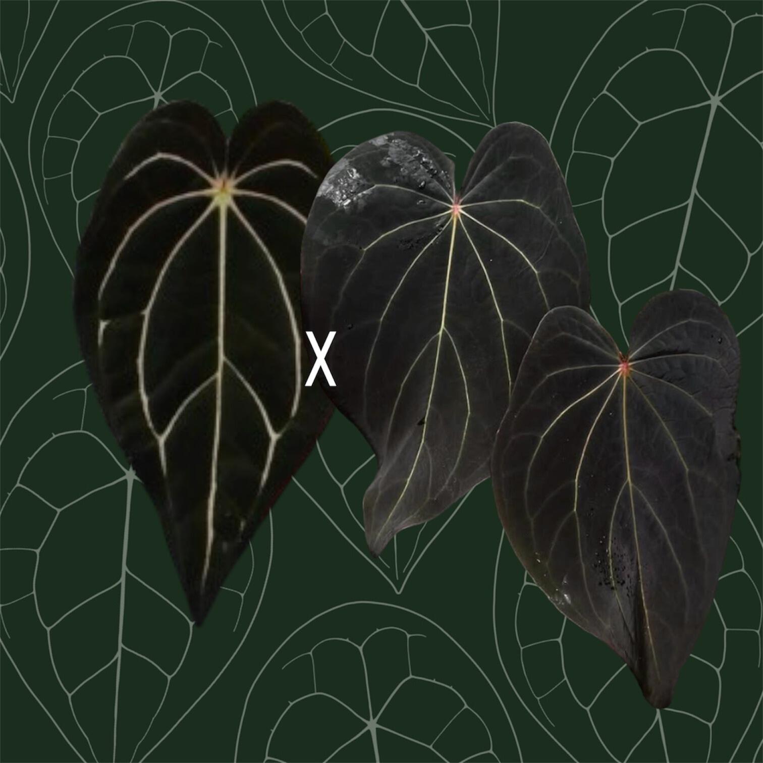 Parent plants