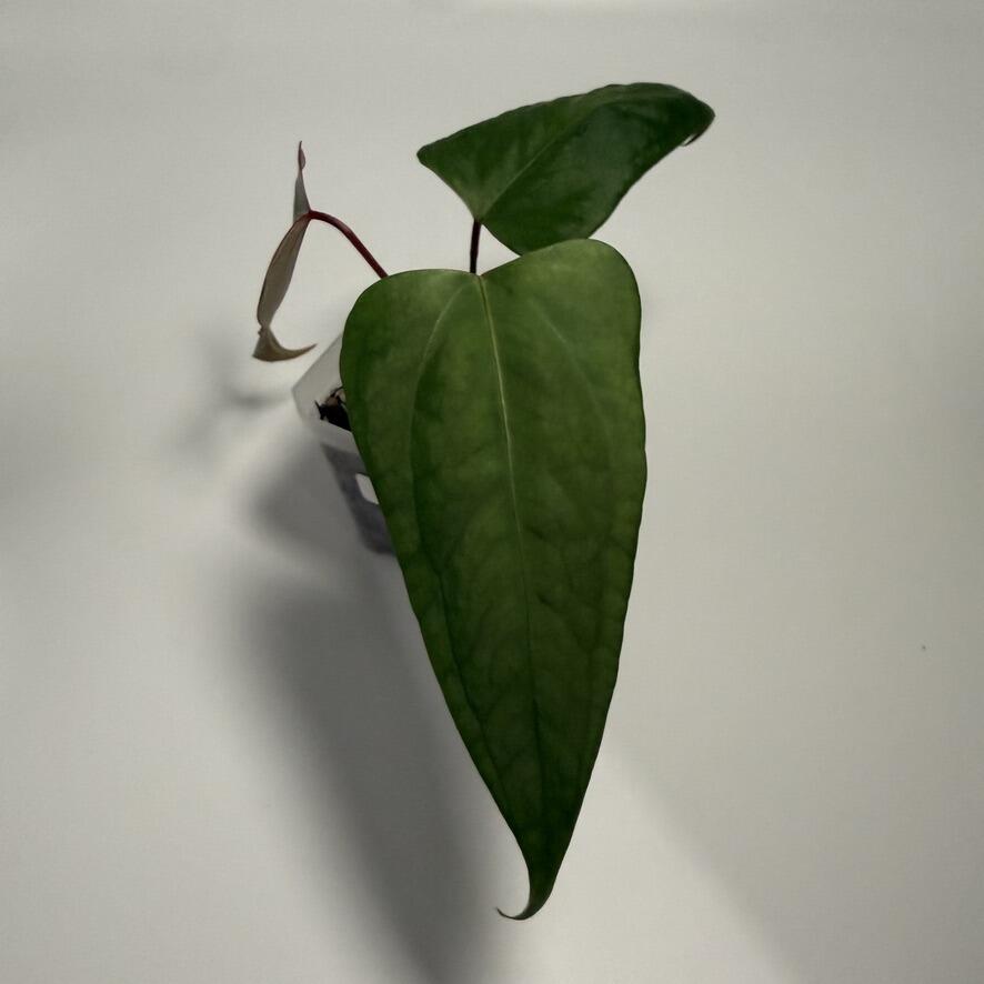 Plant for sale