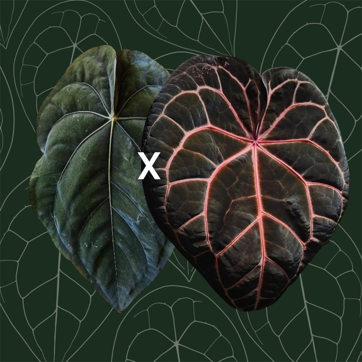 Parent plants