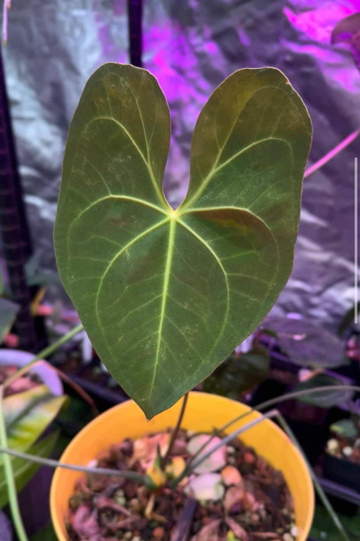 Mother plant