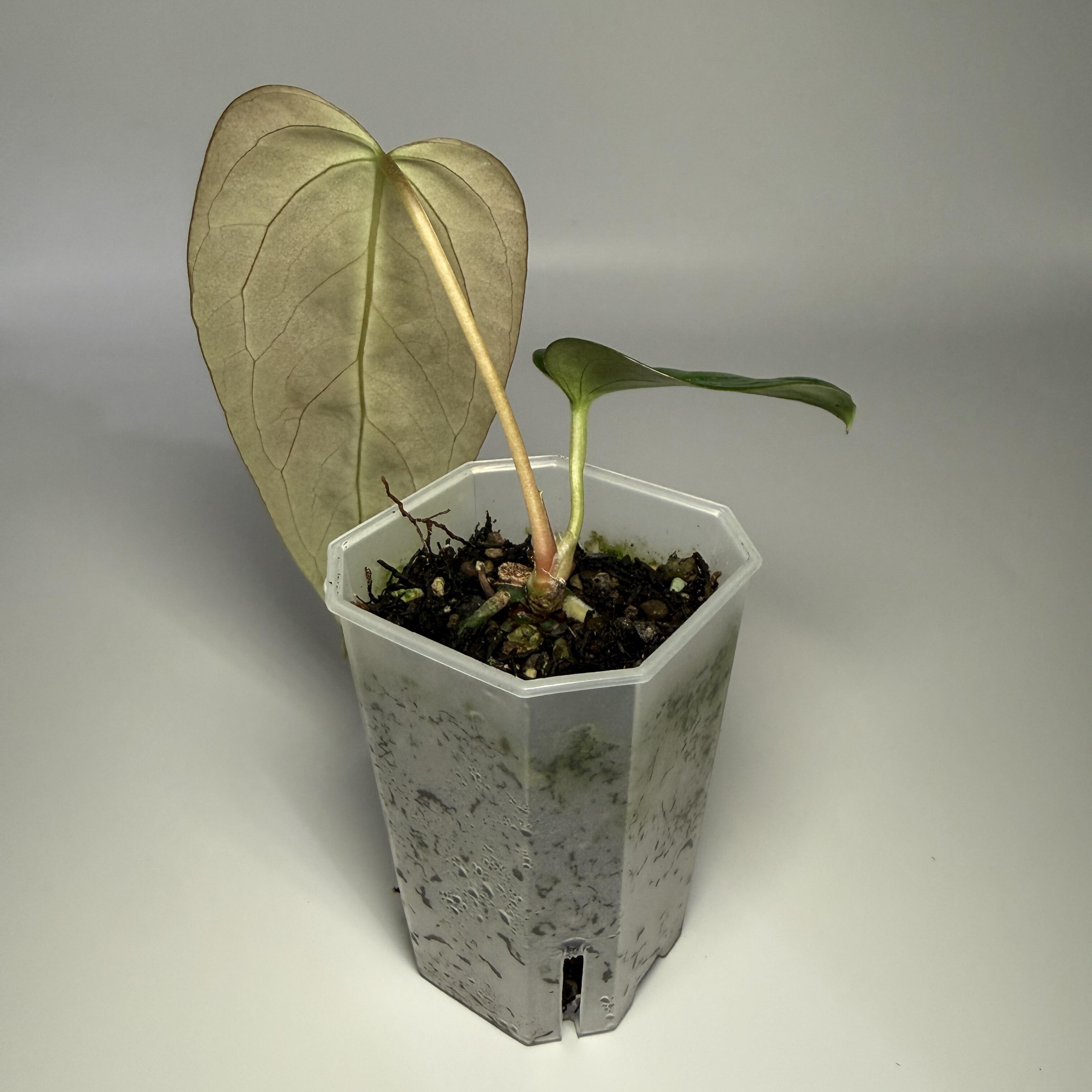 Prop for sale