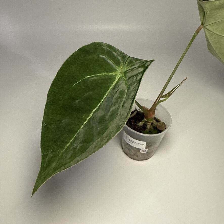 Plant for sale