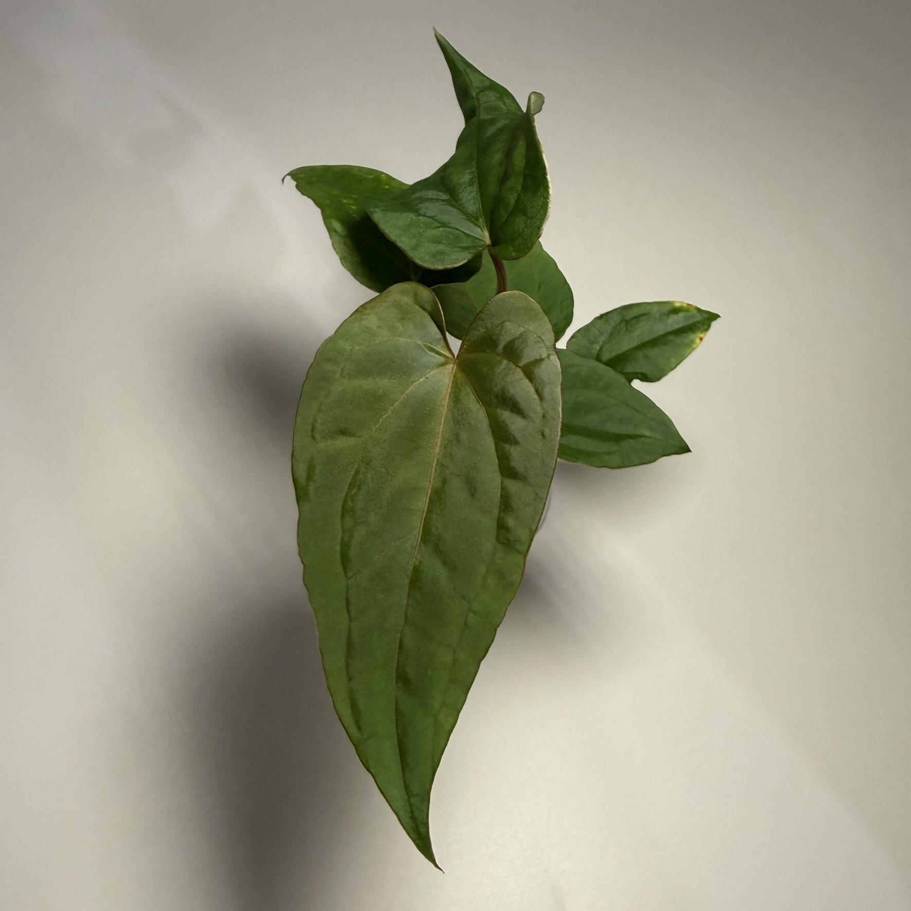 Plant C