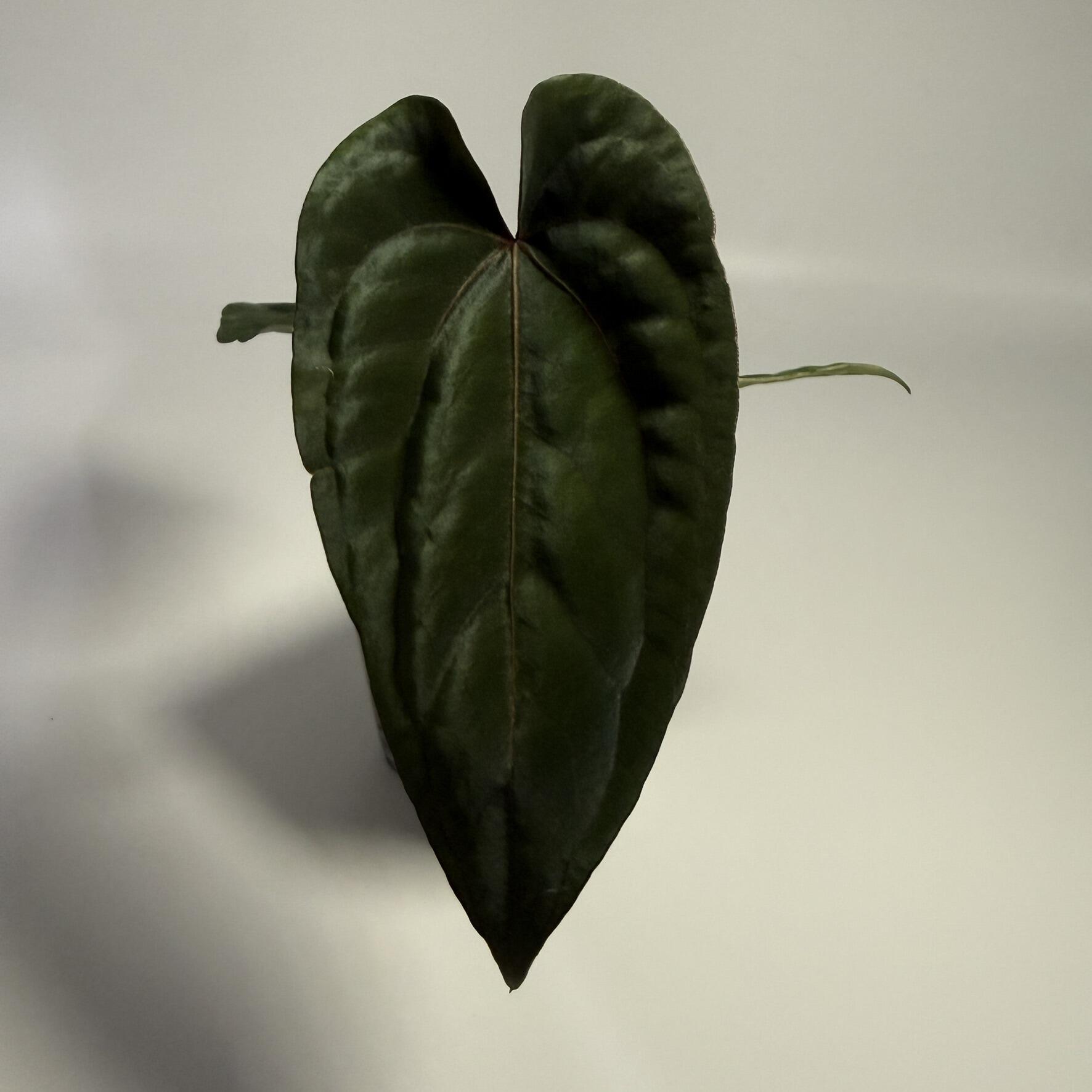 Plant for sale