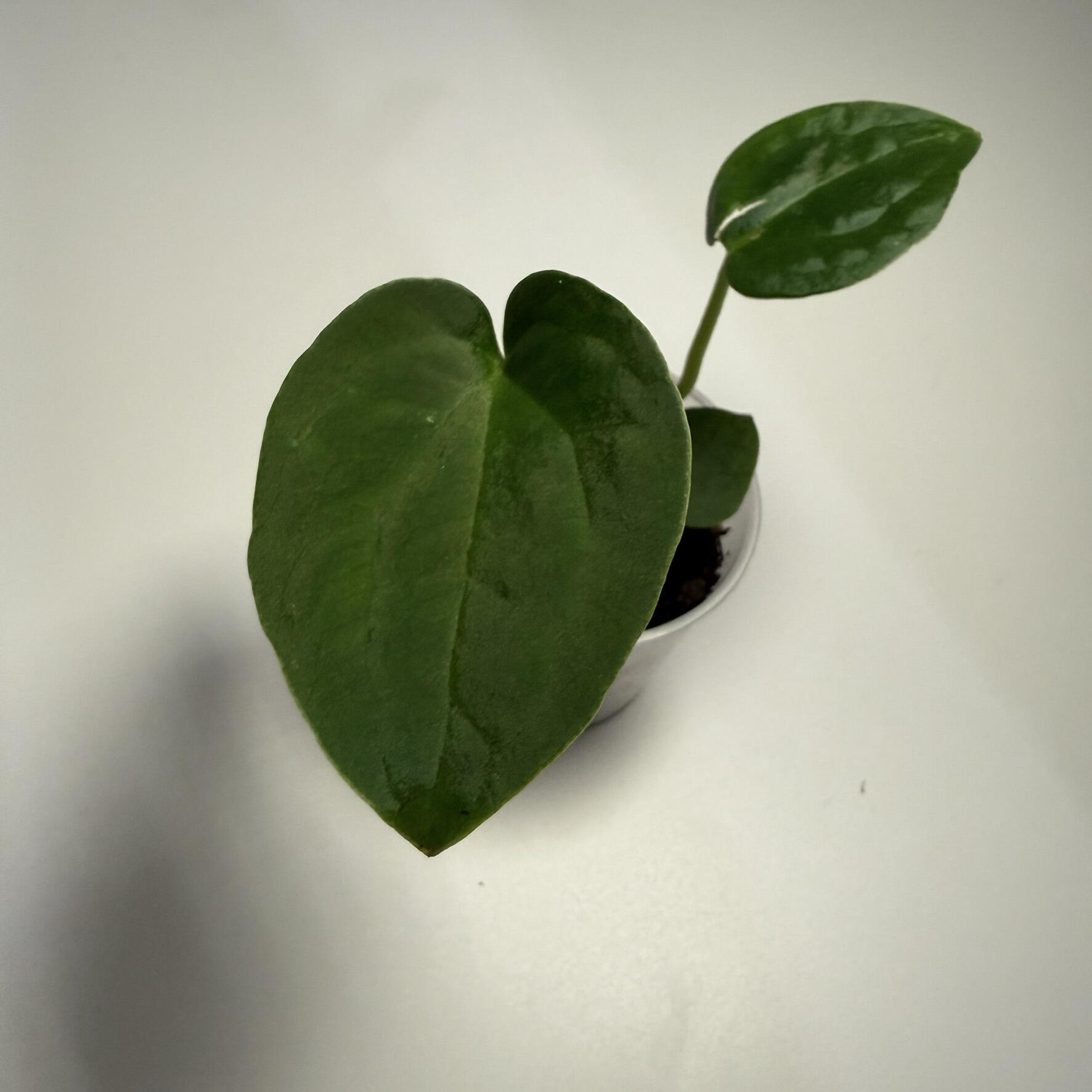 Plant C