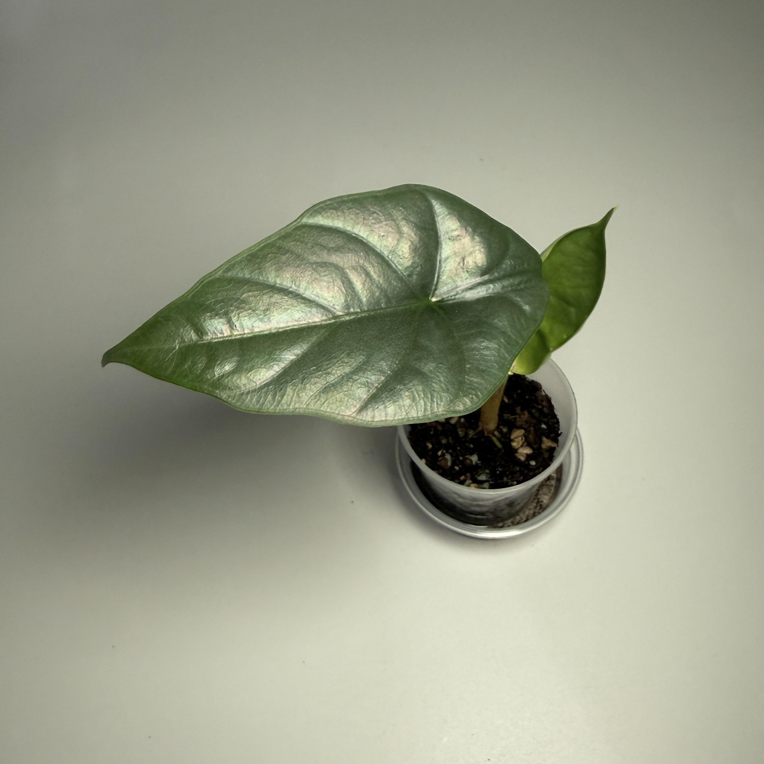 Example plant for sale
