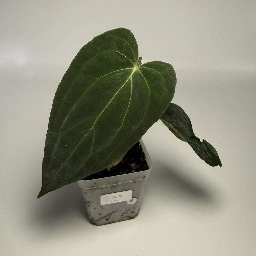 Plant B