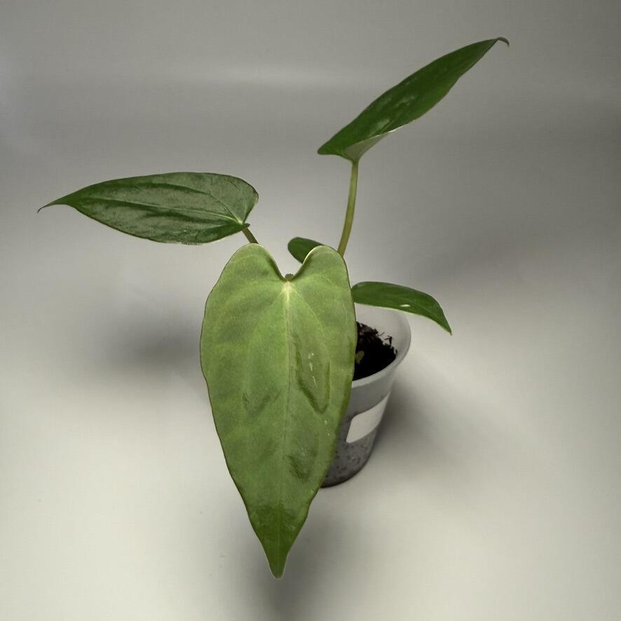 Plant D