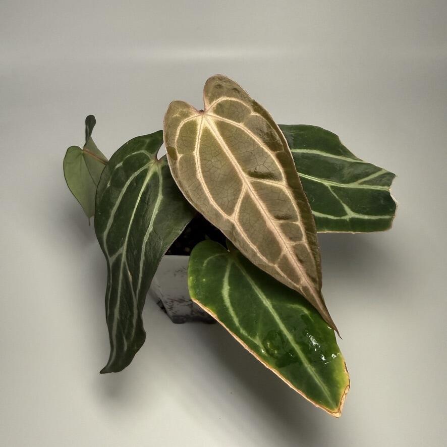 Plant D
