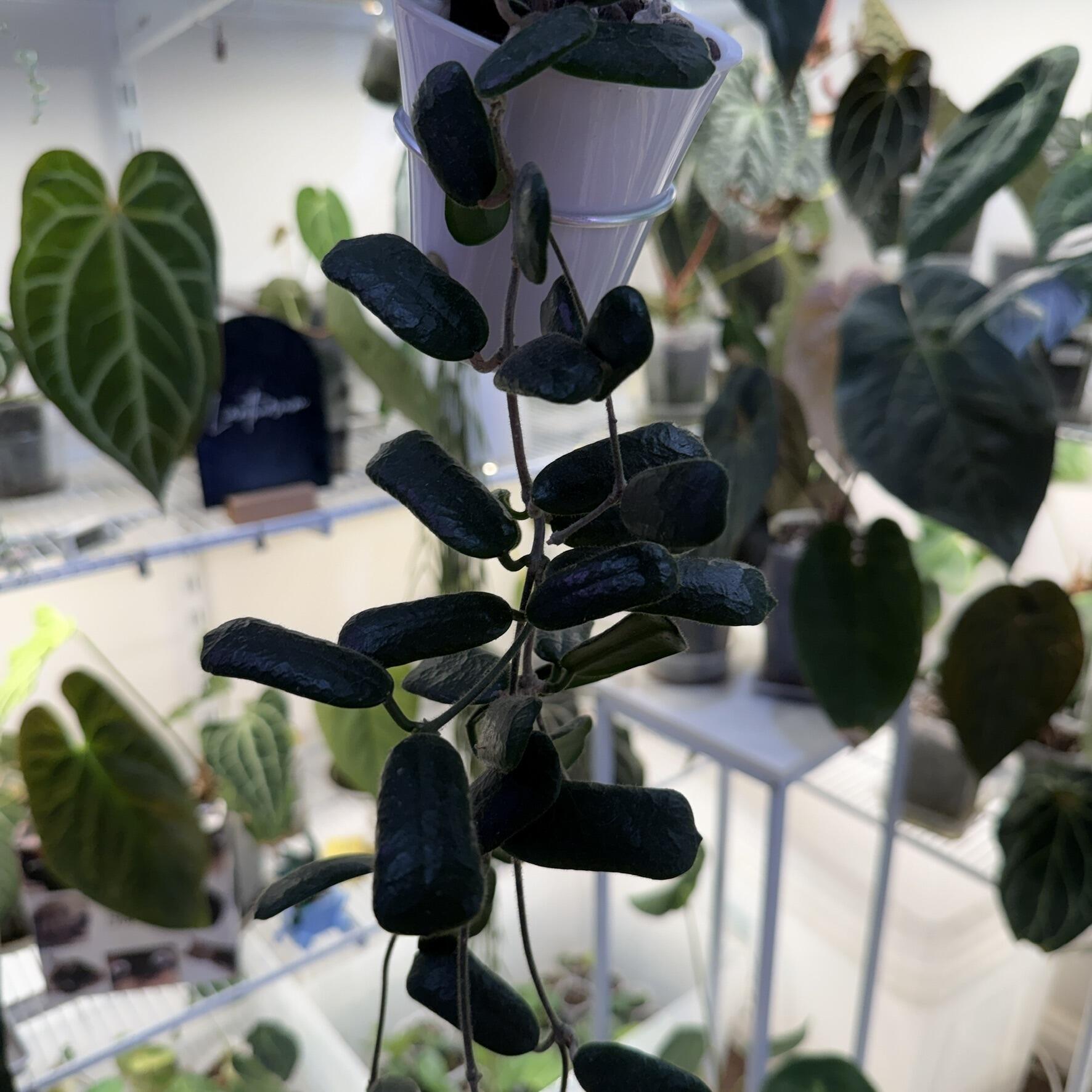 My mother plant