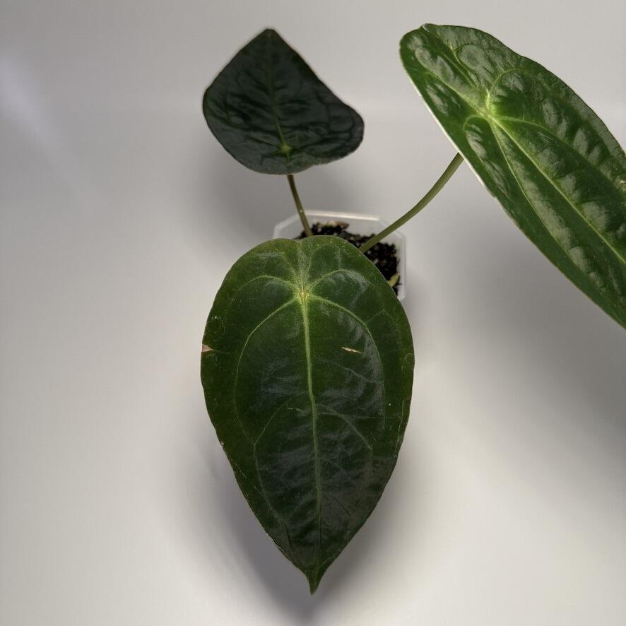 Plant for sale