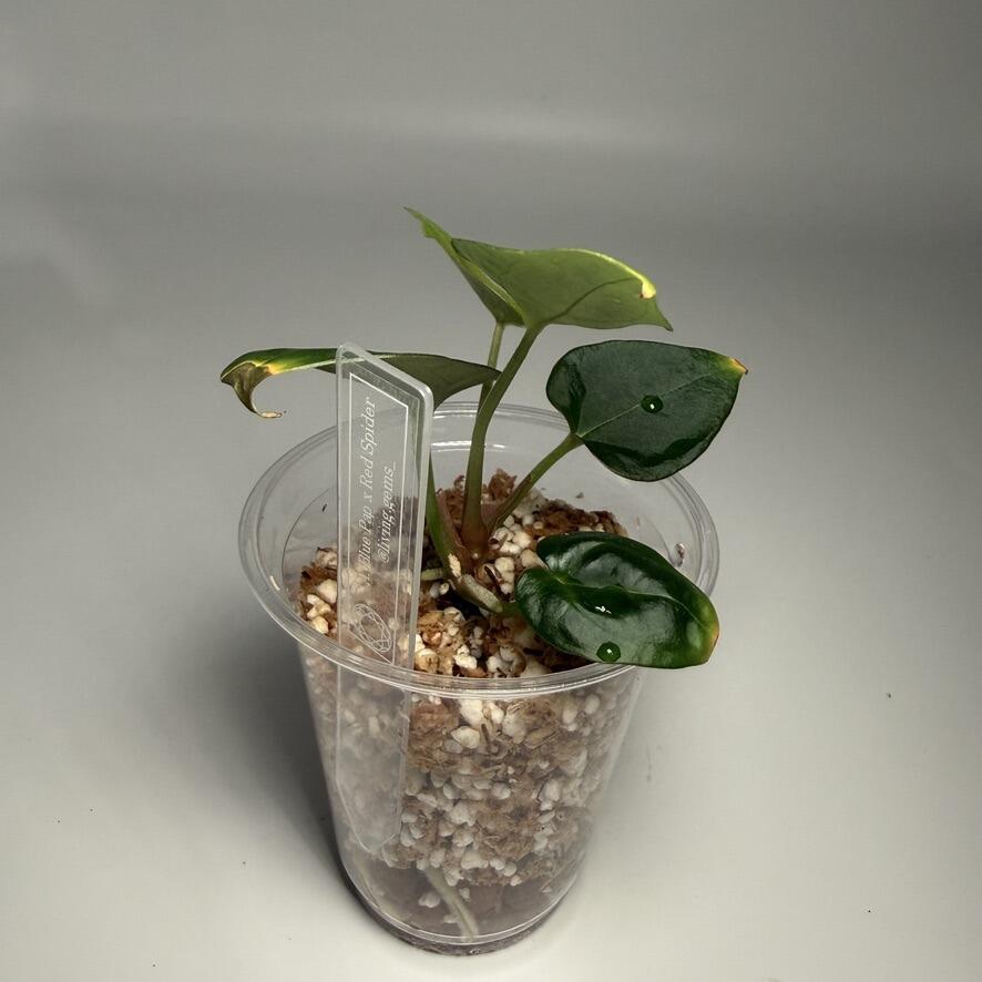 Plant for sale